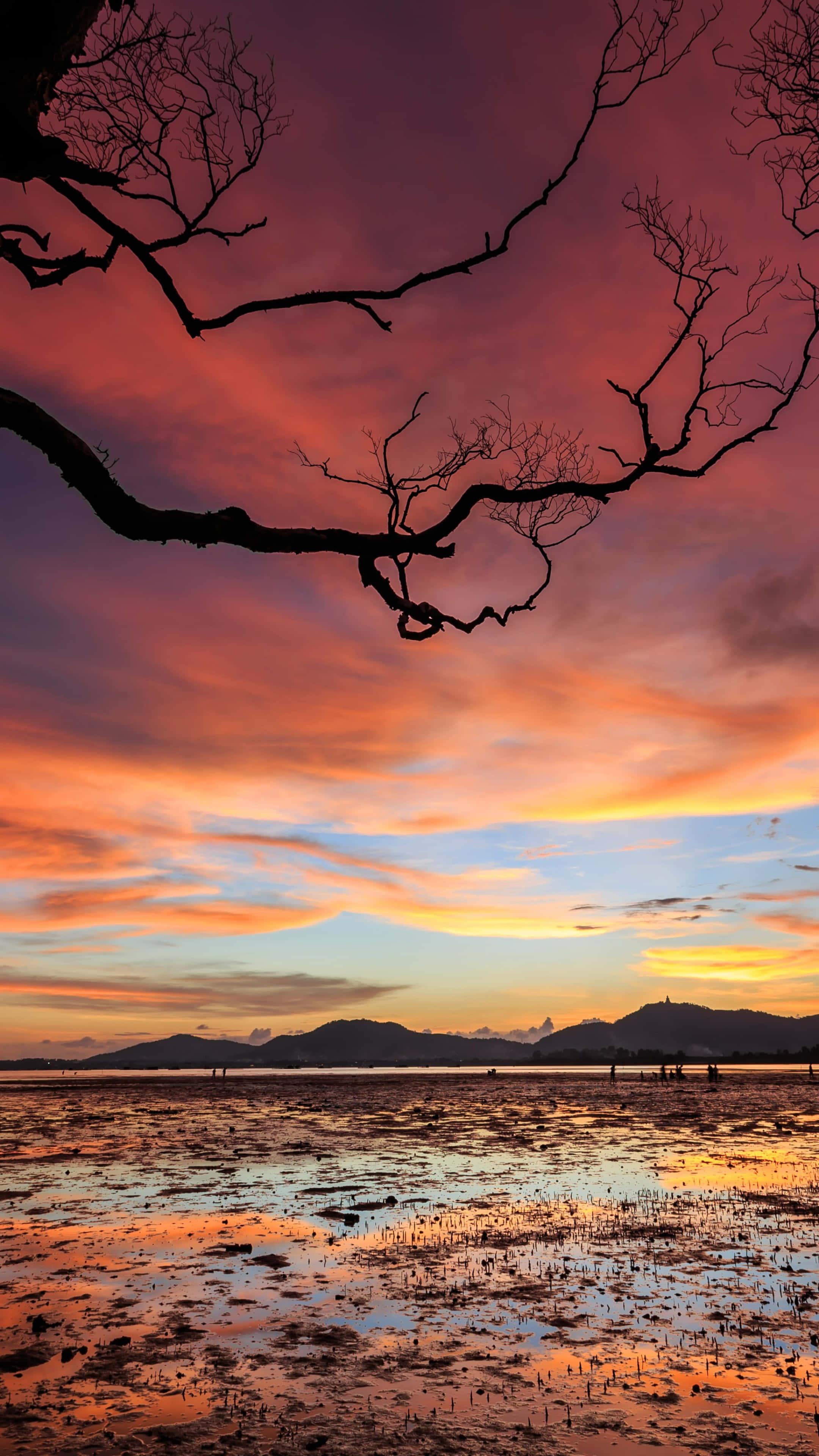 Sunset, Bare Tree, Tidal Flat, 4K Phone Wallpaper