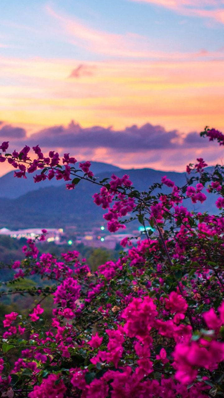 Nature Phone, purple flowers, sunset, HD Phone Wallpaper
