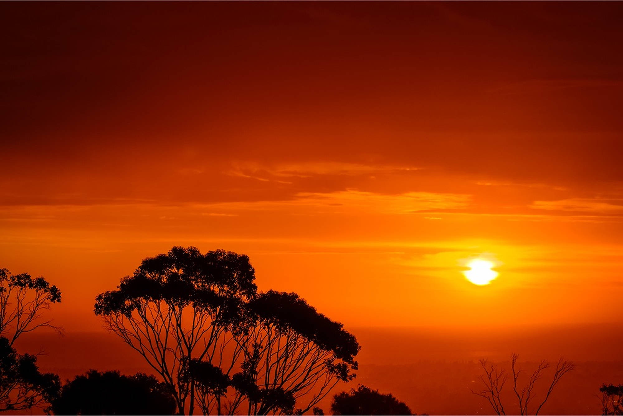 Sunset Sky, eucalyptus trees, fiery orange sunset, Full HD Desktop Wallpaper