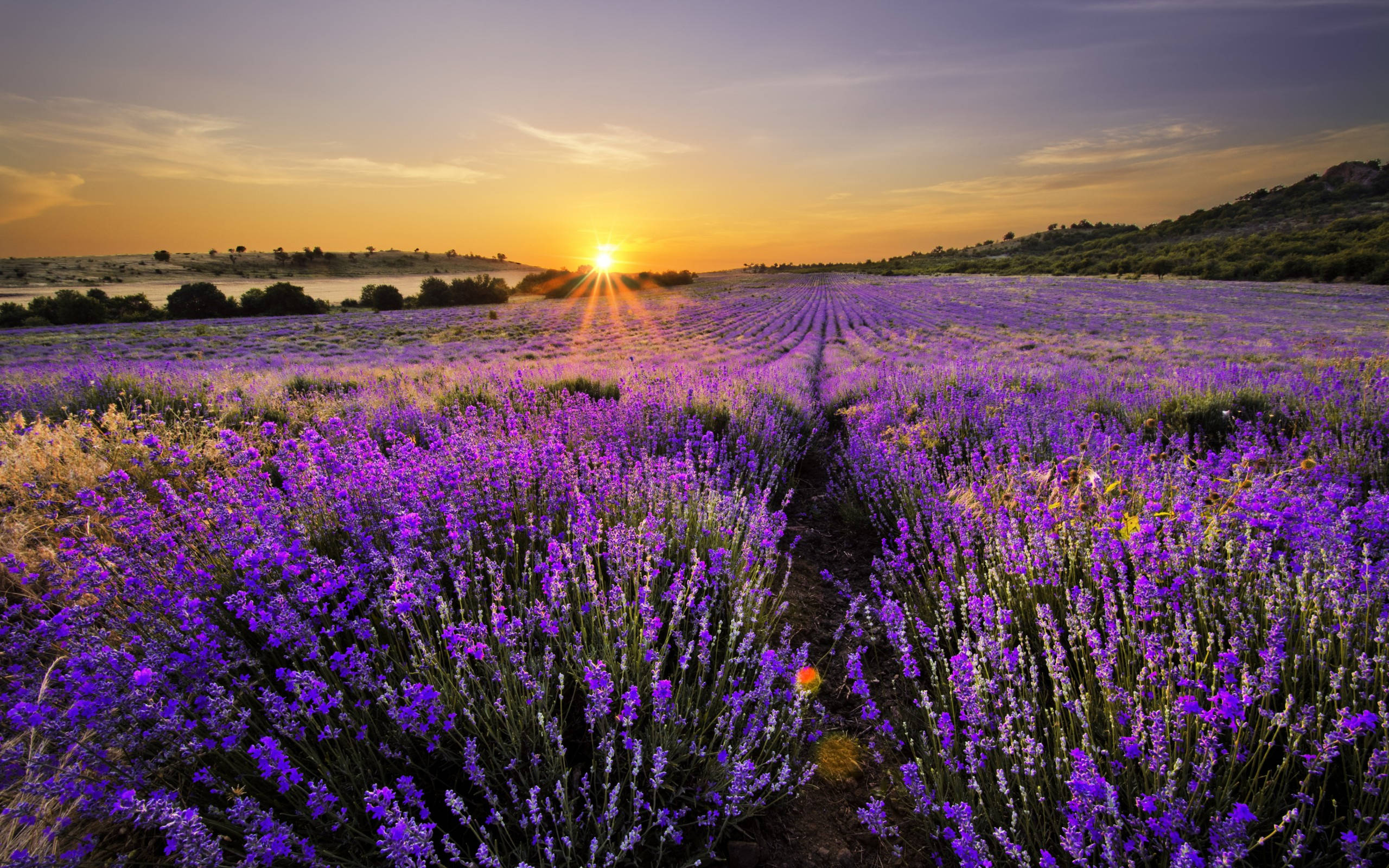 lavender, vibrant purple, golden sunset, 2K Desktop Wallpaper
