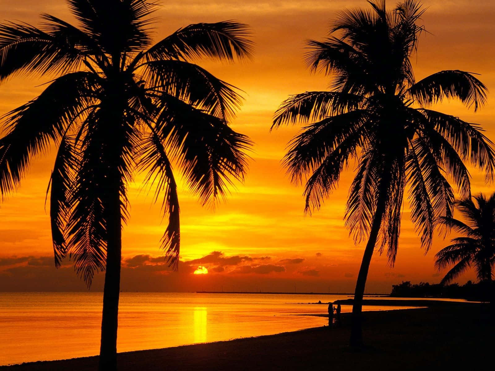 Sunset View, palm trees, fiery orange sunset, HD Desktop Wallpaper