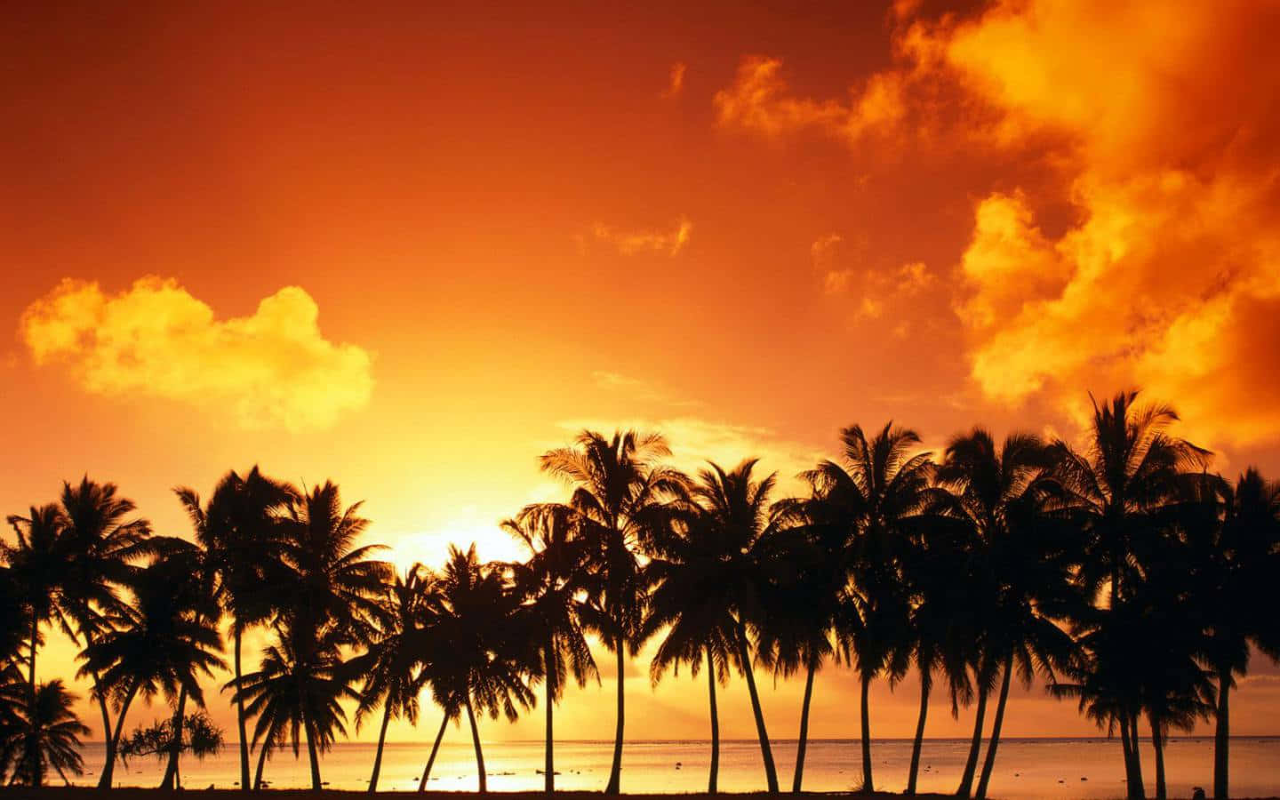 Sunset View, palm trees, fiery orange sunset, HD Desktop Wallpaper