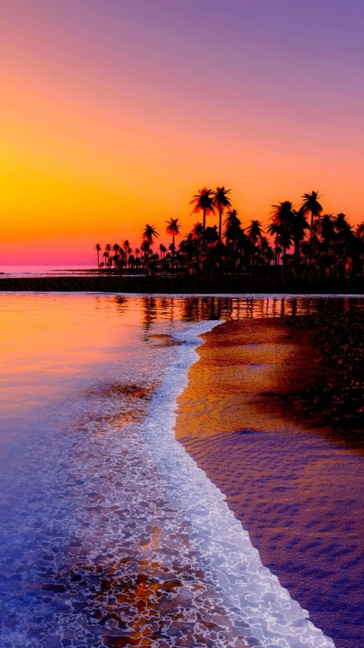 Sunset View, sandy shore, palm tree silhouettes, HD Phone Wallpaper