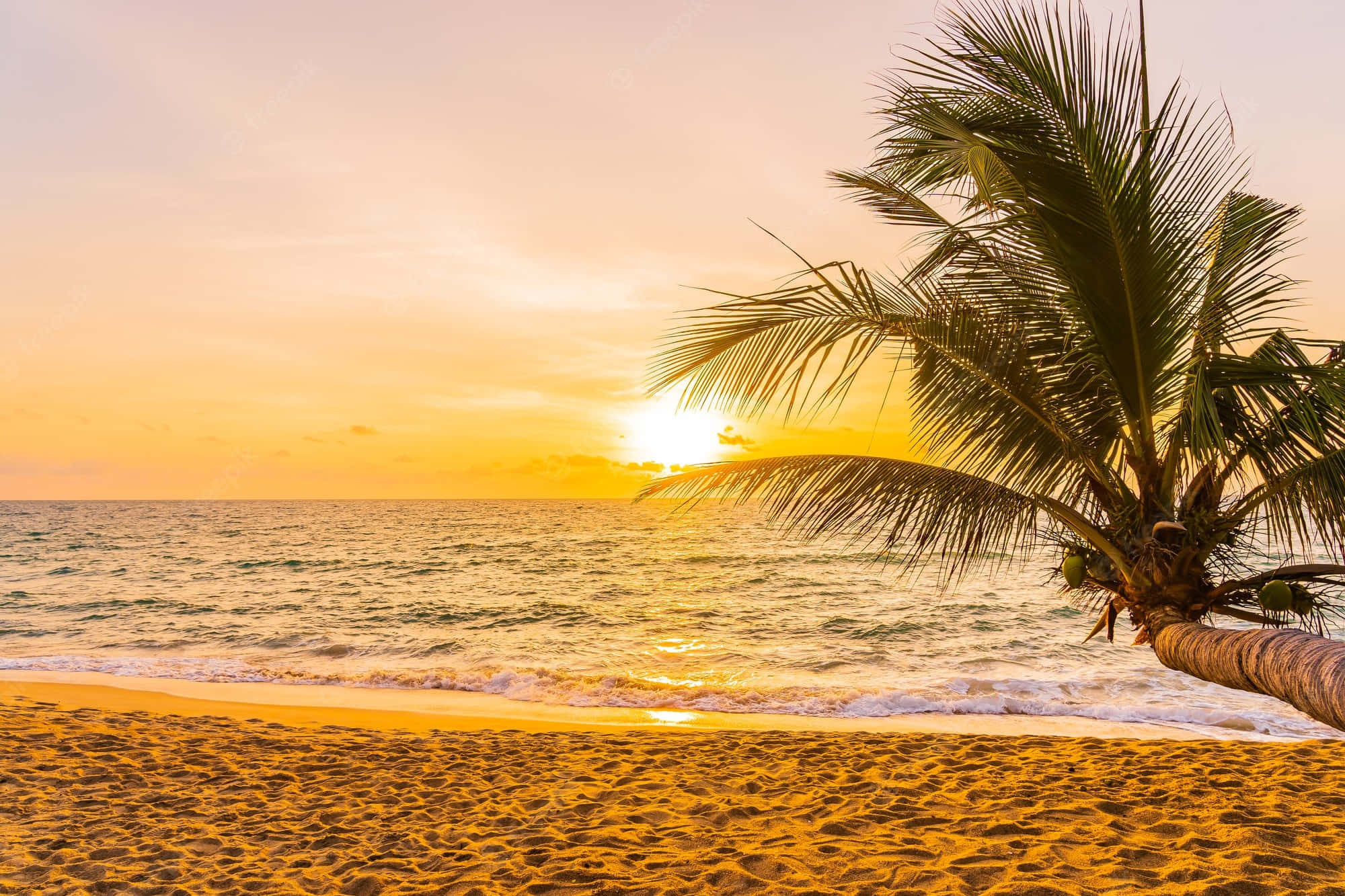 sunset wave, golden wave, palm tree, Full HD Desktop Wallpaper