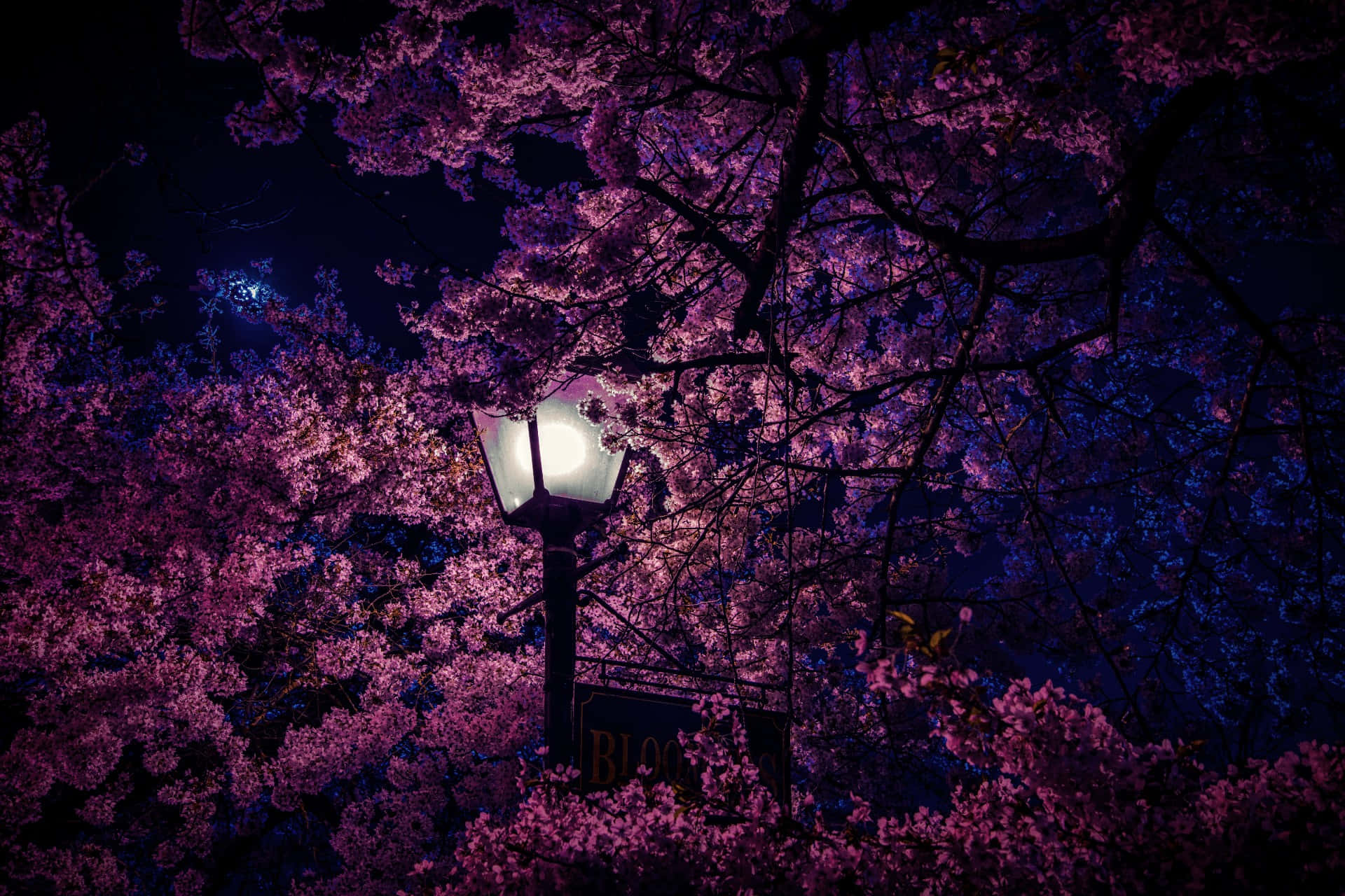 glowing streetlamp, vibrant pink cherry blossoms, deep blue night sky, Full HD Desktop Wallpaper