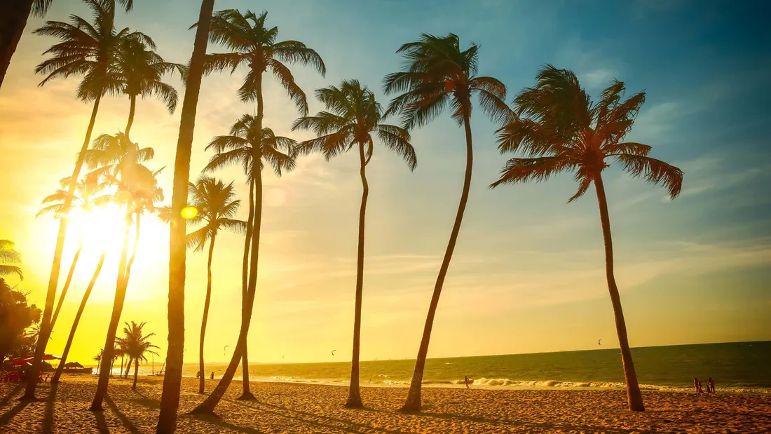 Sunset With Palm Tree