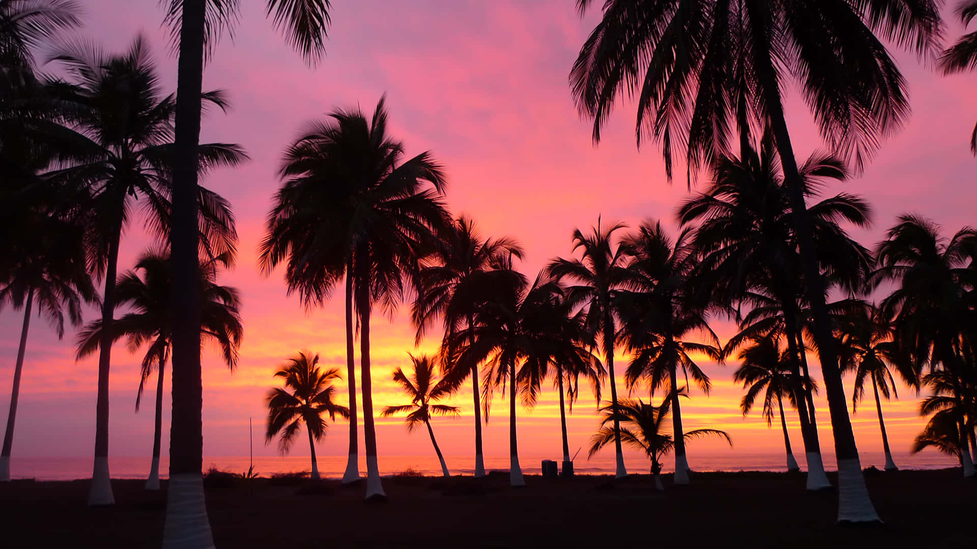 palm tree, fiery pink and orange sunset, tranquil beach, Full HD Desktop Wallpaper