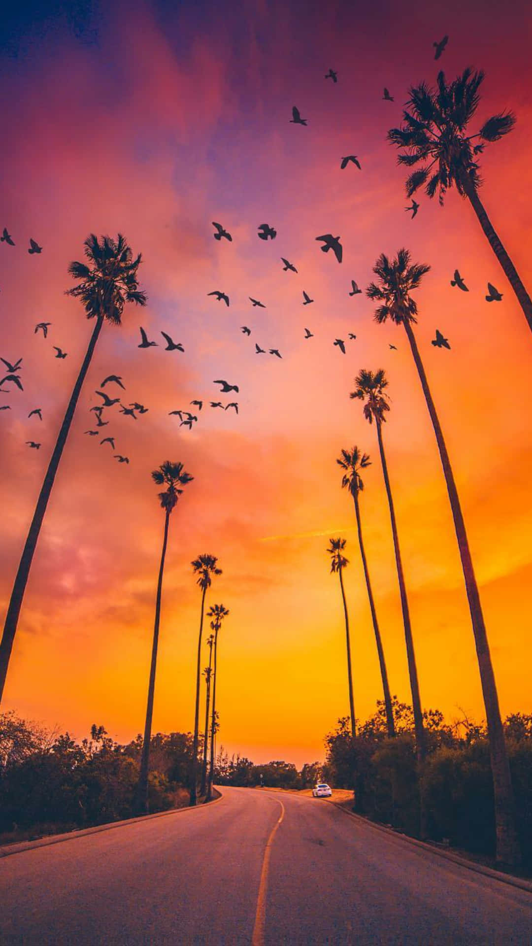 Sunset With Palm Tree, winding road, tall palm trees, Full HD Phone Wallpaper