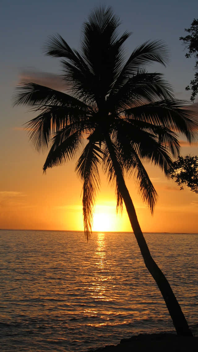 palm tree, sunset, ocean waters, SD Phone Wallpaper