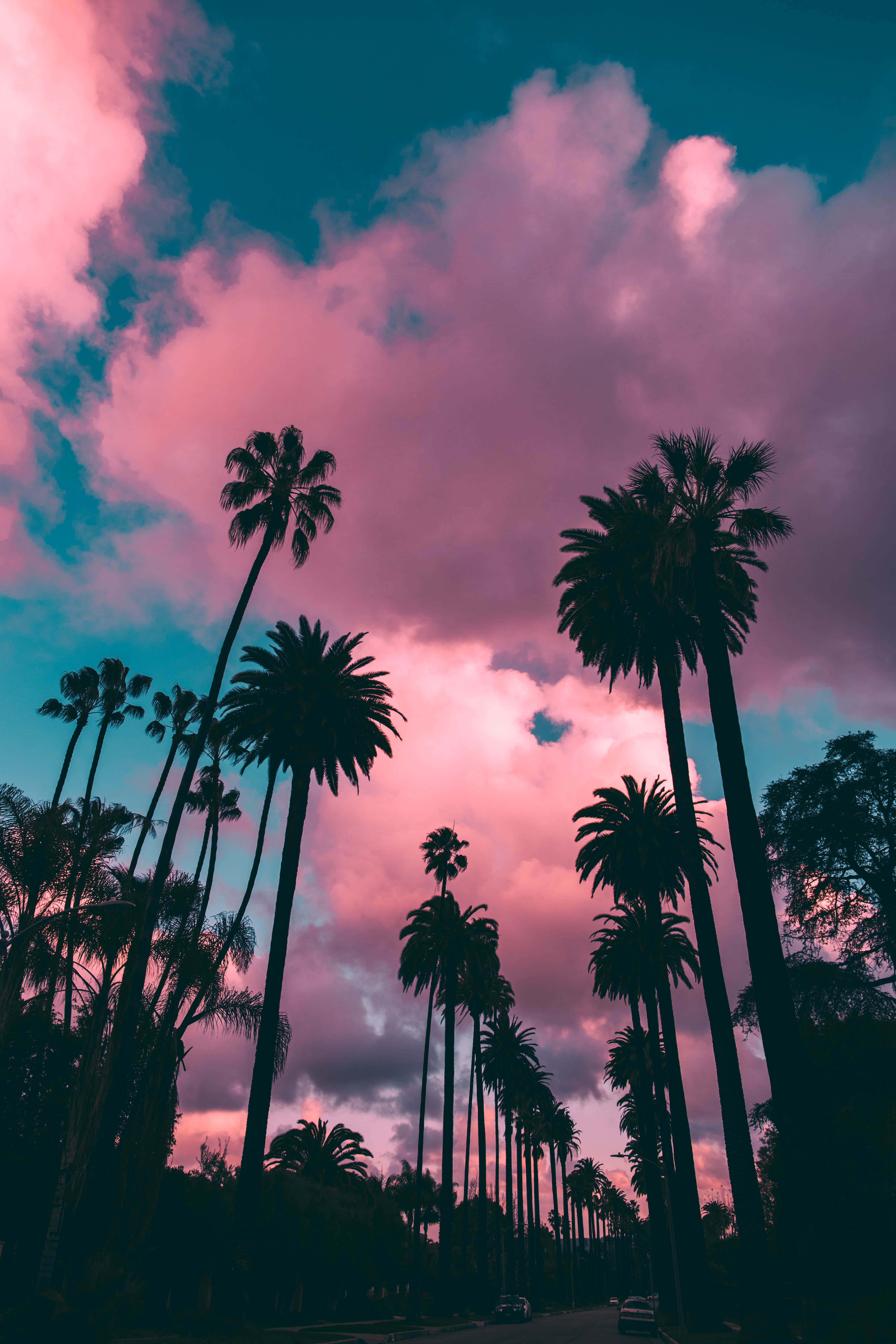 pink clouds, sunset, palm tree, 5K Phone Wallpaper
