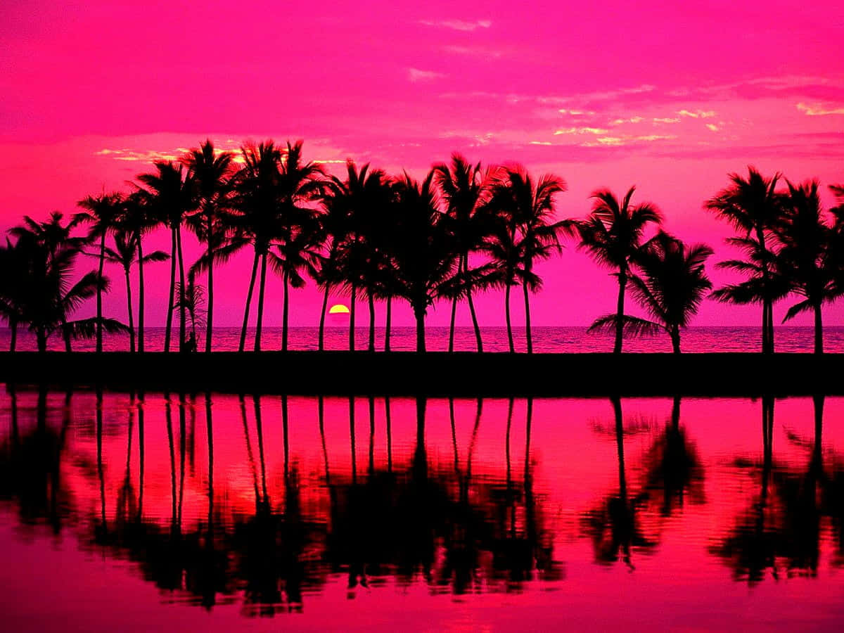 palm tree, sunset, calm water, SD Desktop Wallpaper