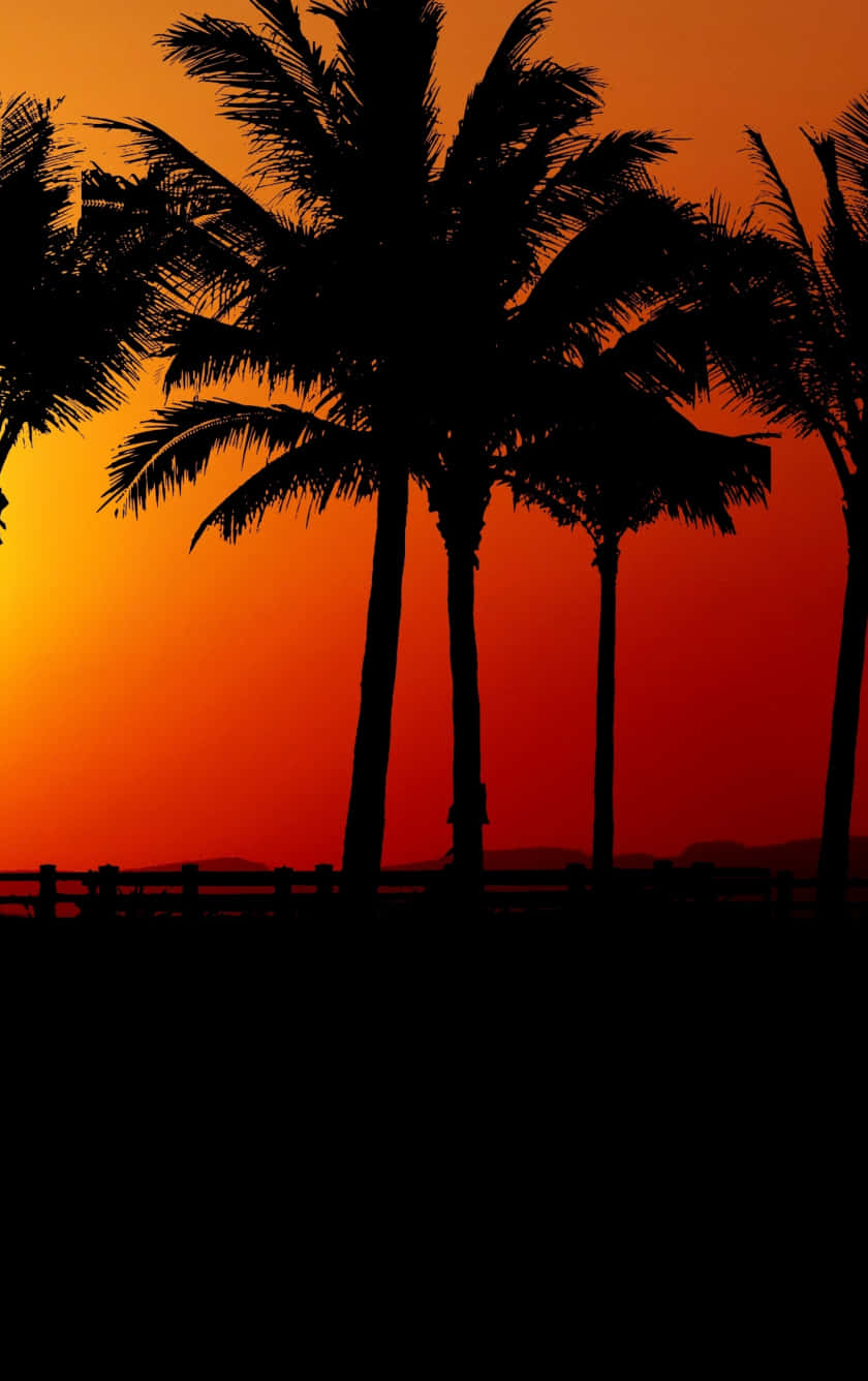 Sunset, palm tree, black, HD Phone Wallpaper
