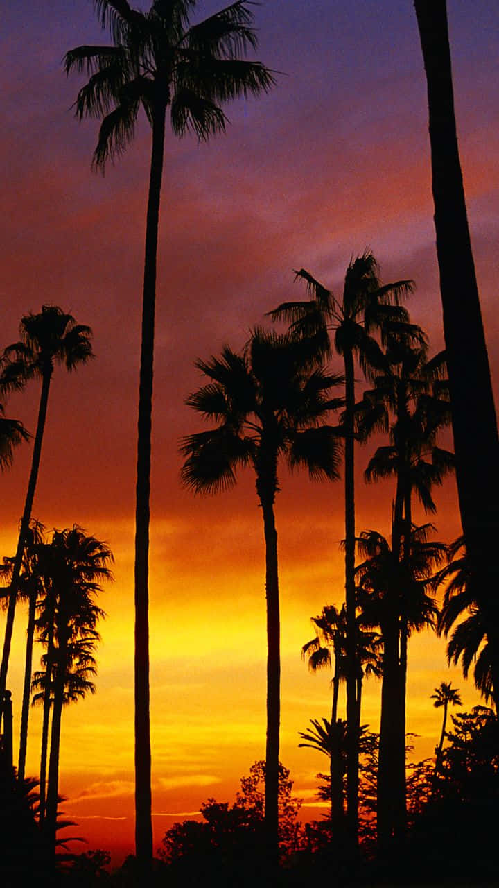 palm tree, sunset, orange, HD Phone Wallpaper
