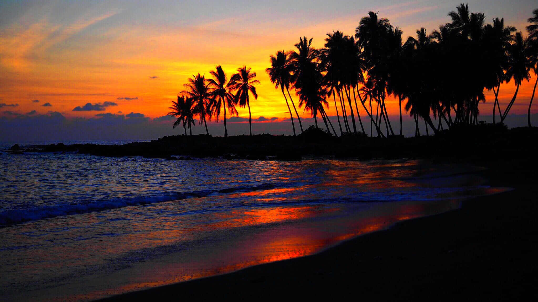 Ocean Sunset With Palm Tree, palm trees, fiery orange and purple sunset, Full HD Desktop Wallpaper