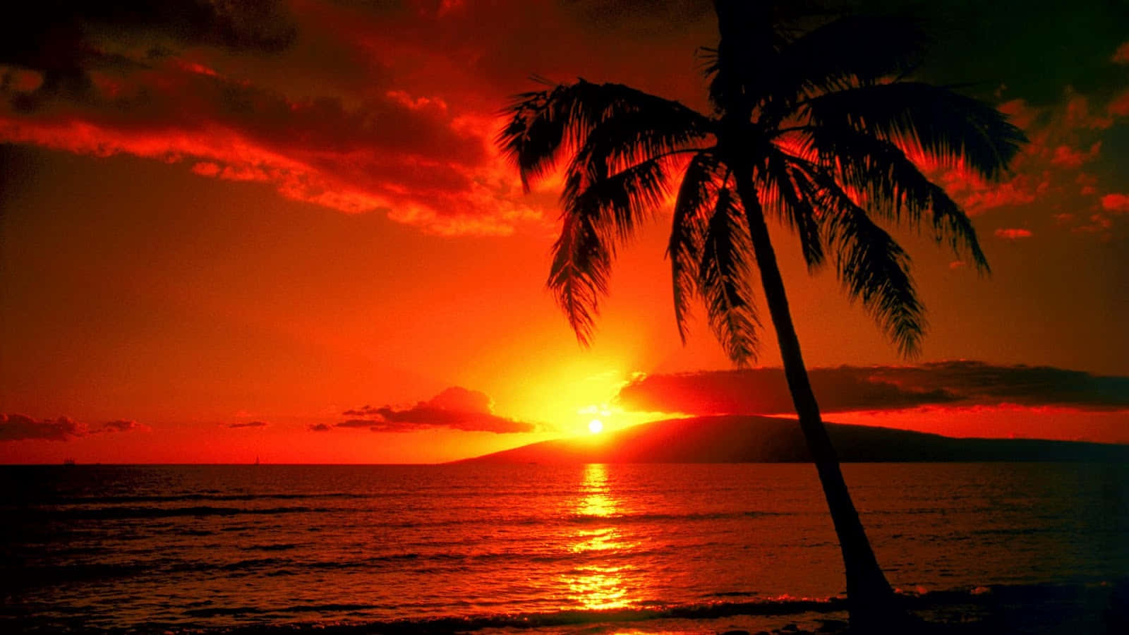 Sunset With Single Palm Tree, fiery orange sunset, calm ocean waters, HD Desktop Wallpaper