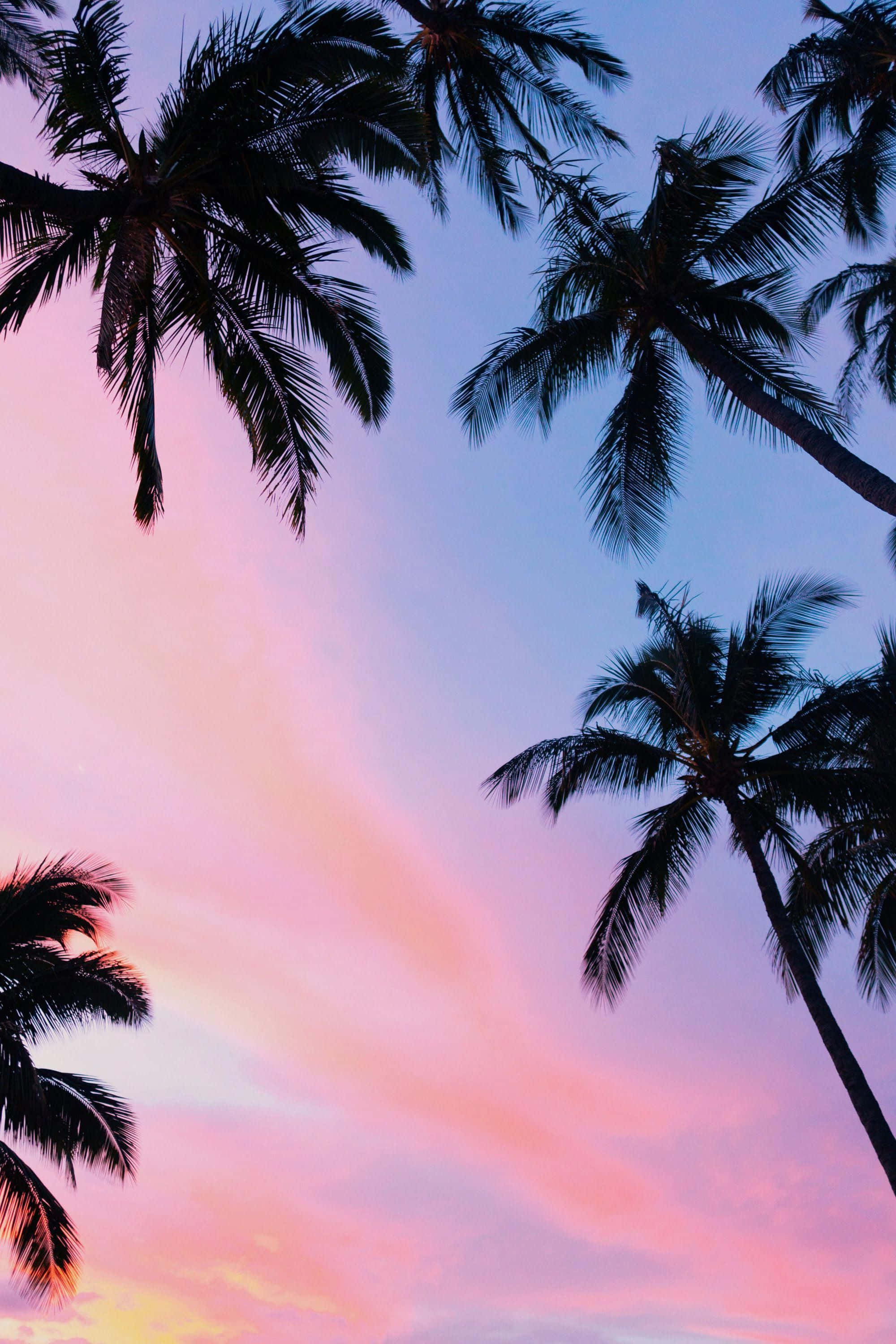 pink sunset, palm tree, vibrant pink and purple sunset sky, 2K Phone Wallpaper