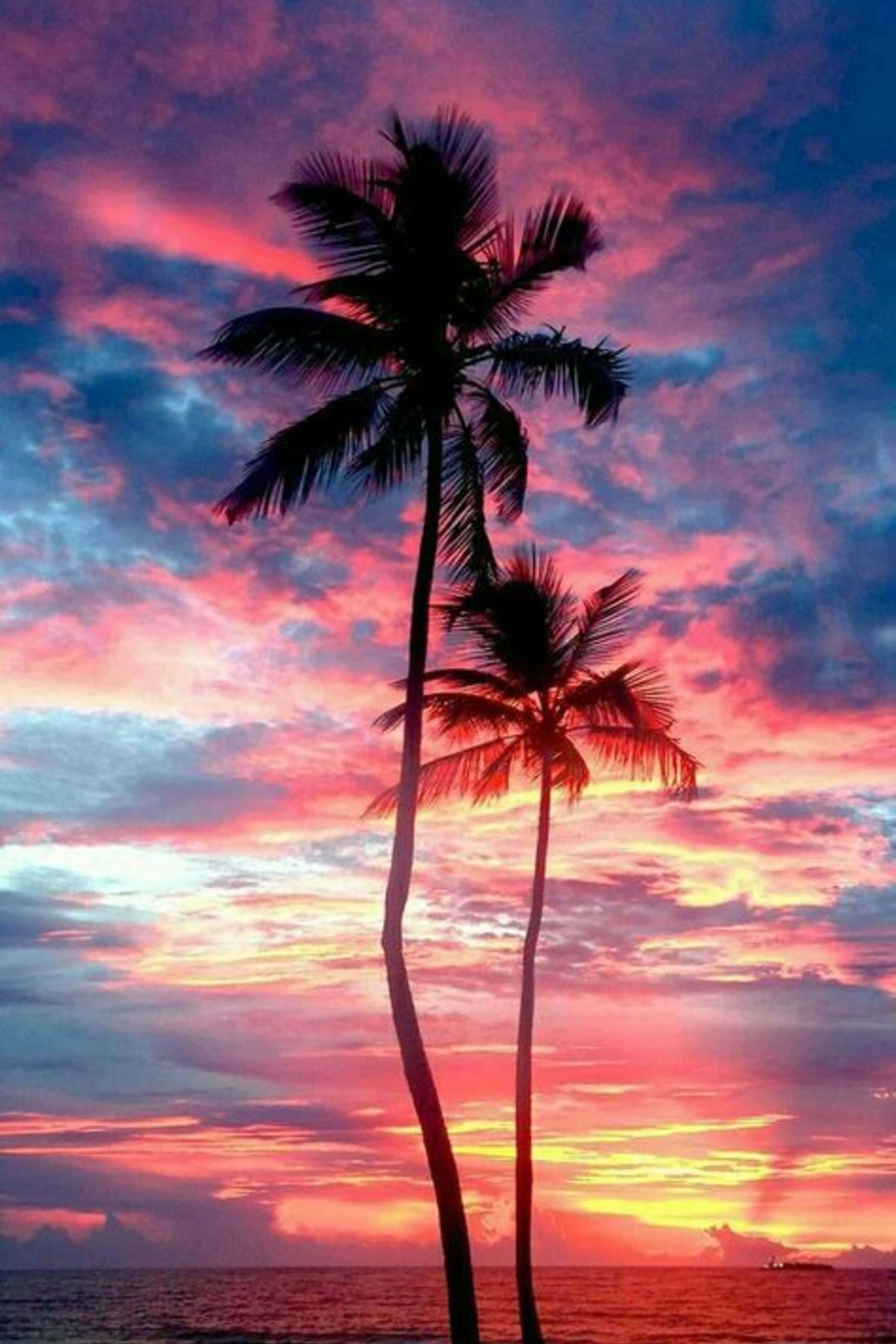 cloudy sky, sunset, palm tree, 2K Phone Wallpaper