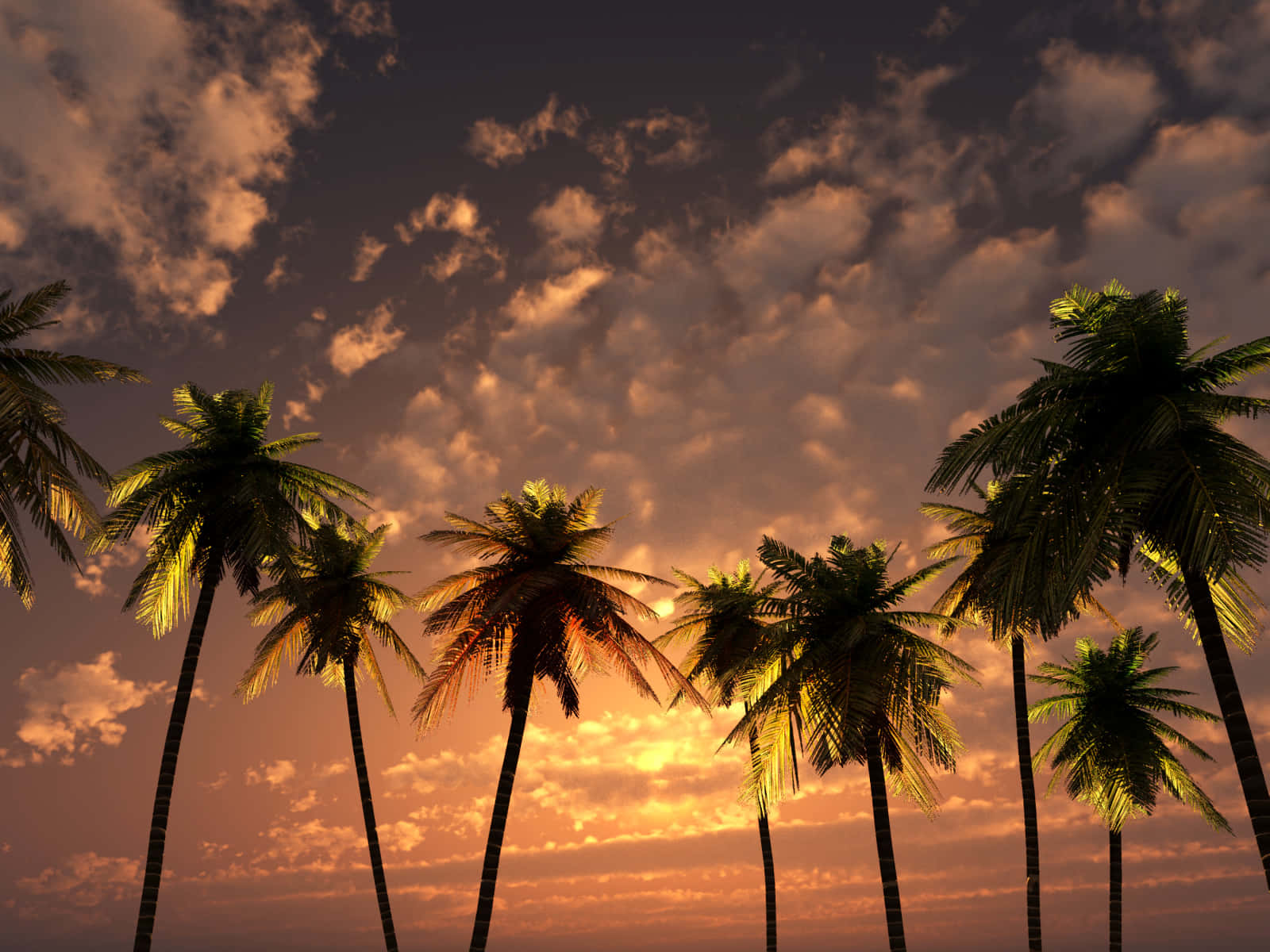 palm tree, vibrant orange, purple sunset, HD Desktop Wallpaper