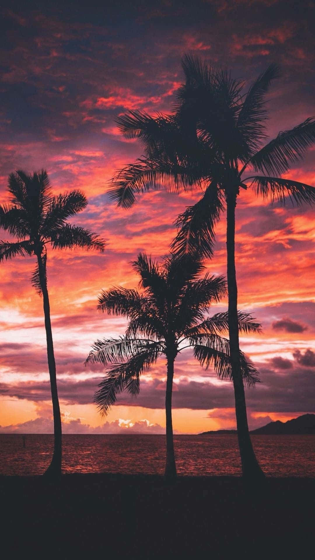 Red Sky Sunset With Palm Tree, palm trees, fiery sunset sky, Full HD Phone Wallpaper