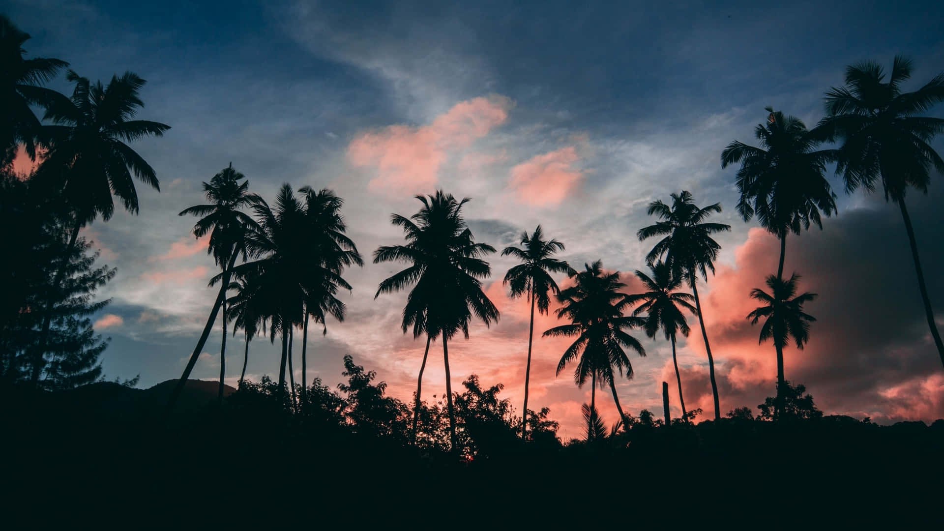 Sunset With Palm Tree, palm trees, twilight sky, Full HD Desktop Wallpaper