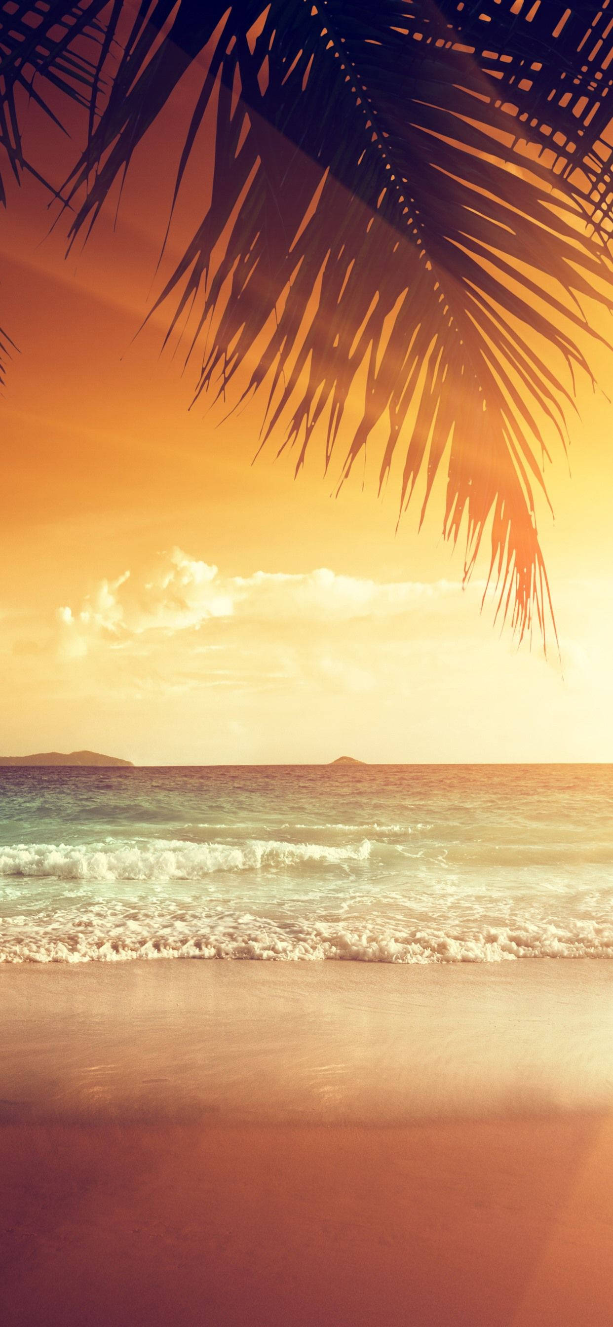 Sunset Ocean Frond, tropical beach, palm fronds, 2K Phone Wallpaper
