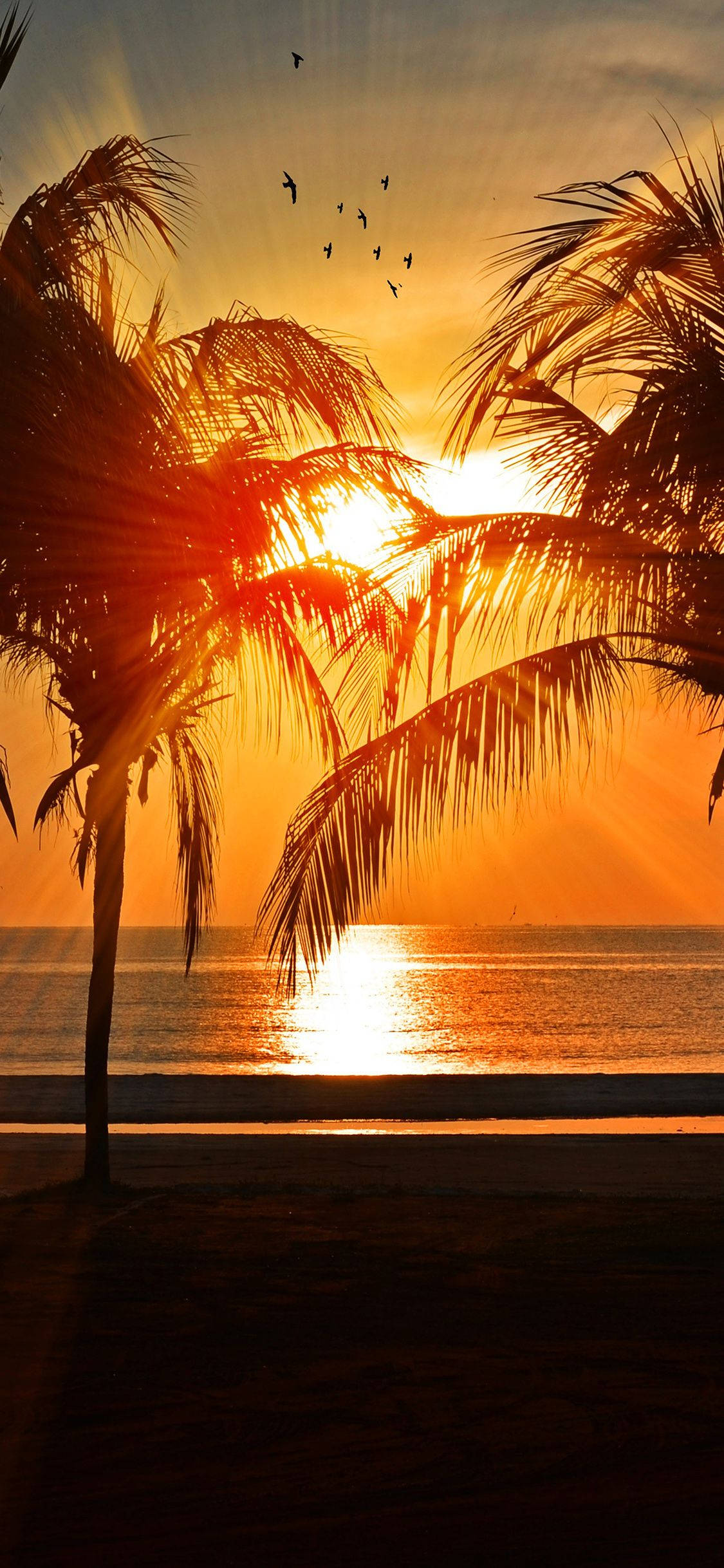 Sunset, Palm Trees, Ocean, Full HD Phone Wallpaper