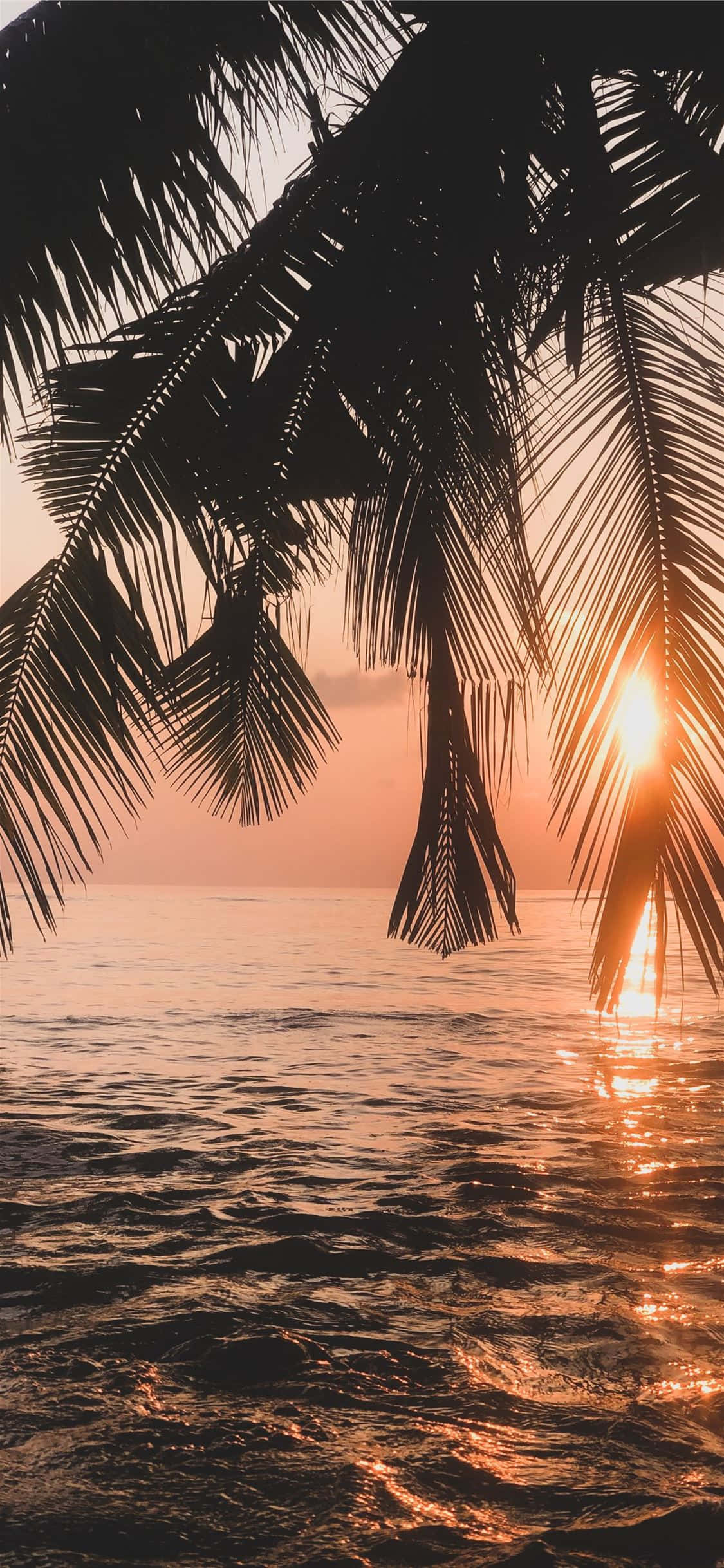 palm fronds, golden sunset, calm ocean waters, Full HD Phone Wallpaper