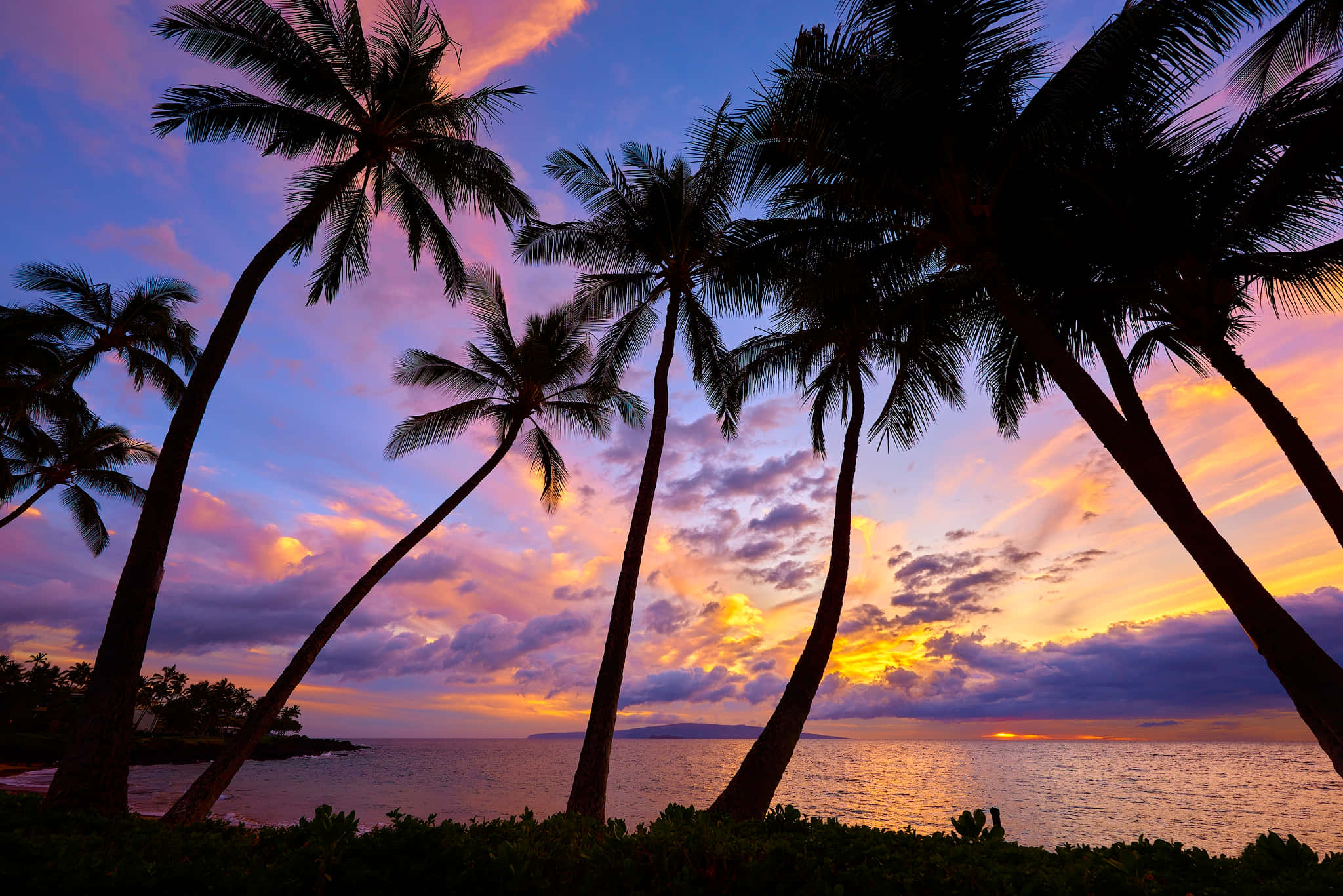 palm tree, sunset, ocean, Full HD Desktop Wallpaper