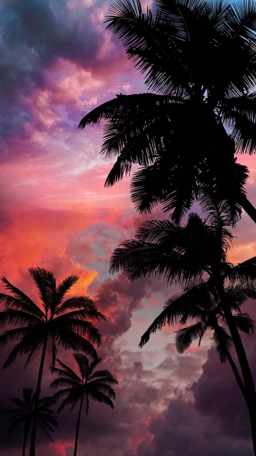 Sunset With Palm Tree, cloudy sky, fiery orange, HD Phone Wallpaper
