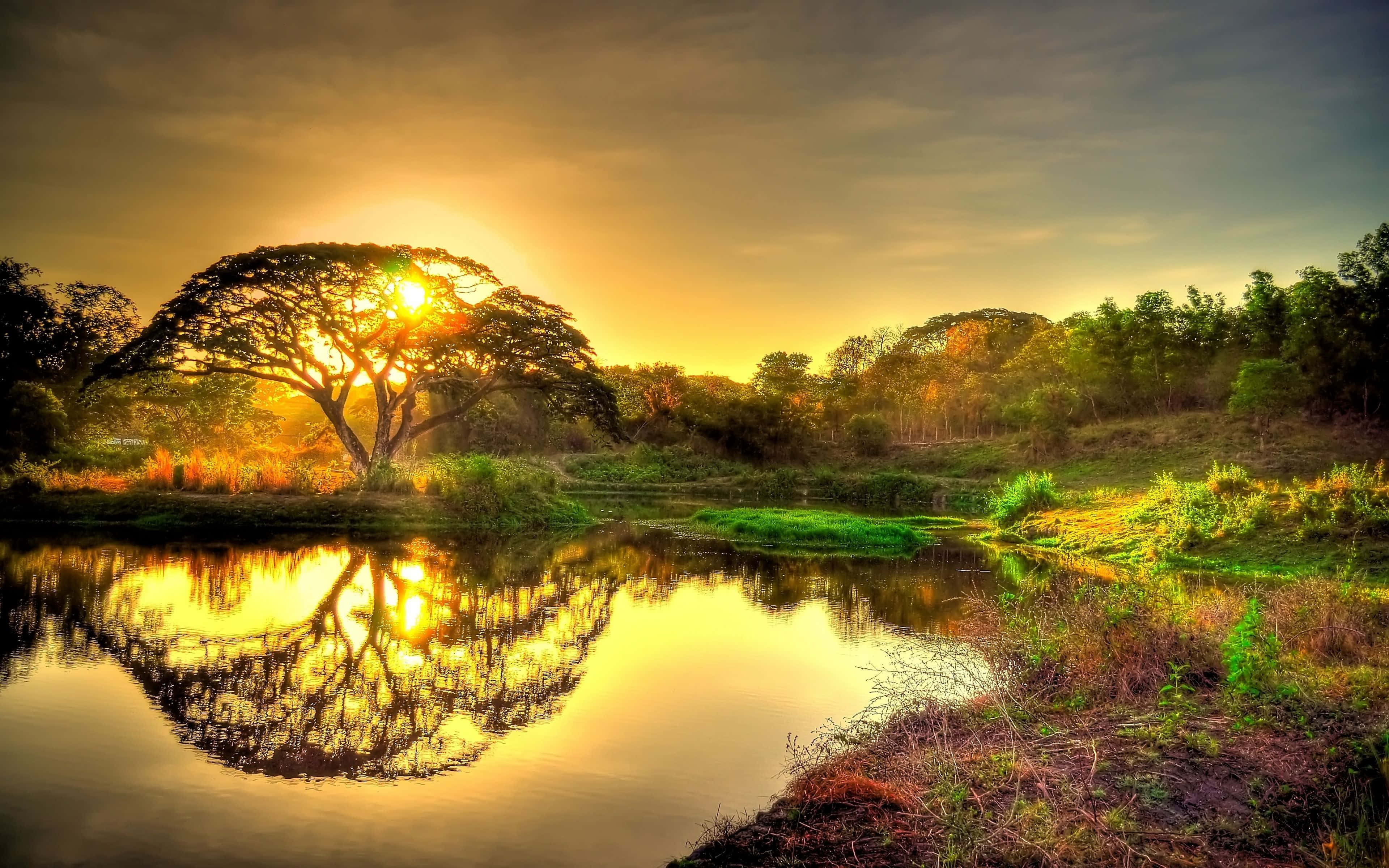 Tree, Golden Sunset, Calming Pond, 4K Desktop Wallpaper
