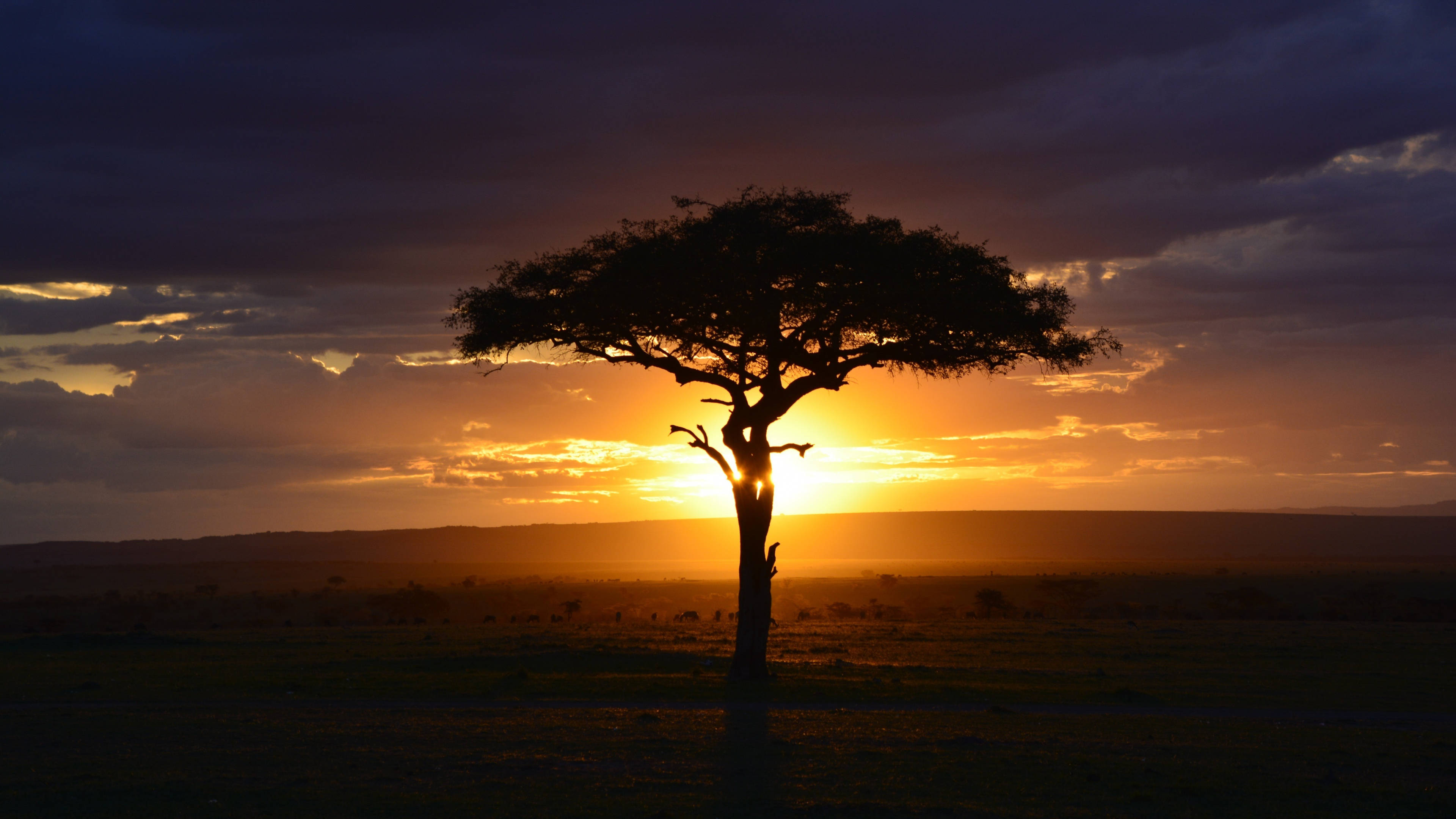 acacia tree, sunset, African savanna, 4K Desktop Wallpaper
