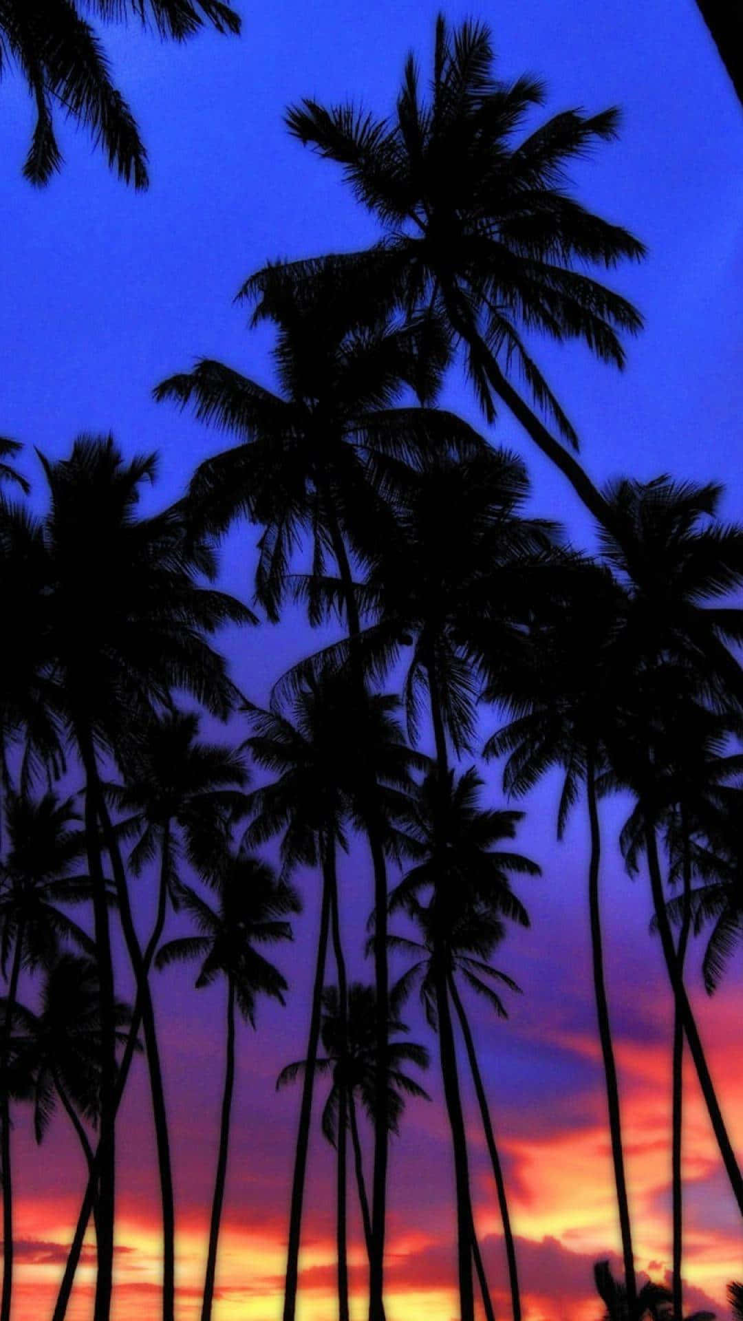 palm tree, twilight sky, fiery orange, Full HD Phone Wallpaper