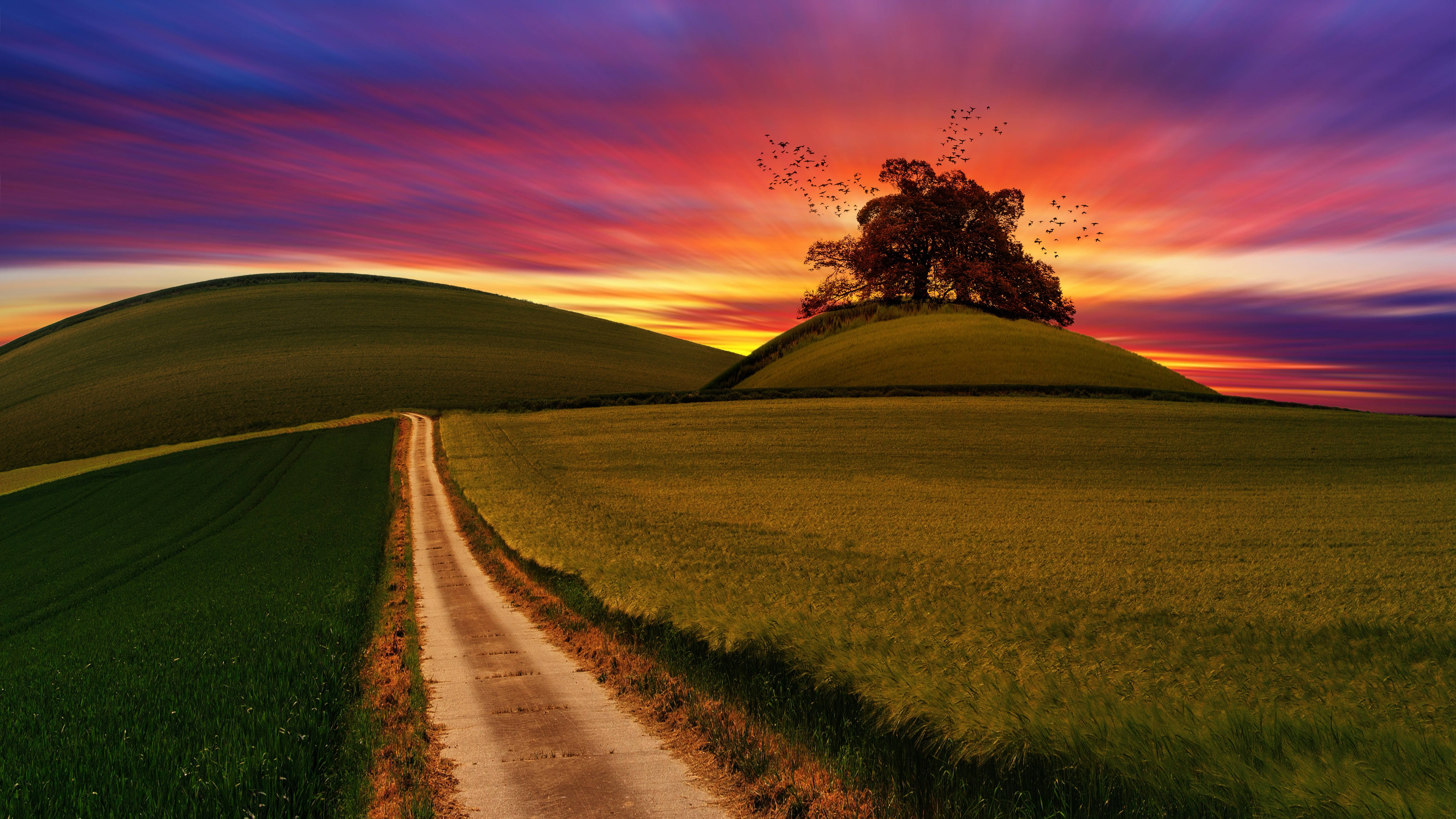 Sunset Hill, dirt road, solitary tree, 4K Desktop Wallpaper
