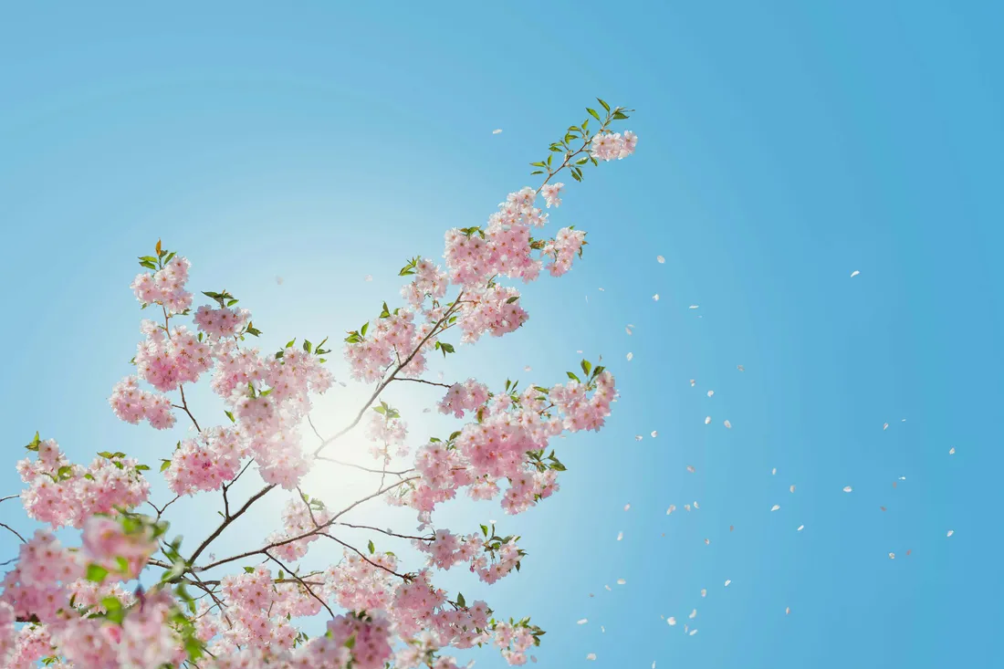 Sunshine Aesthetic