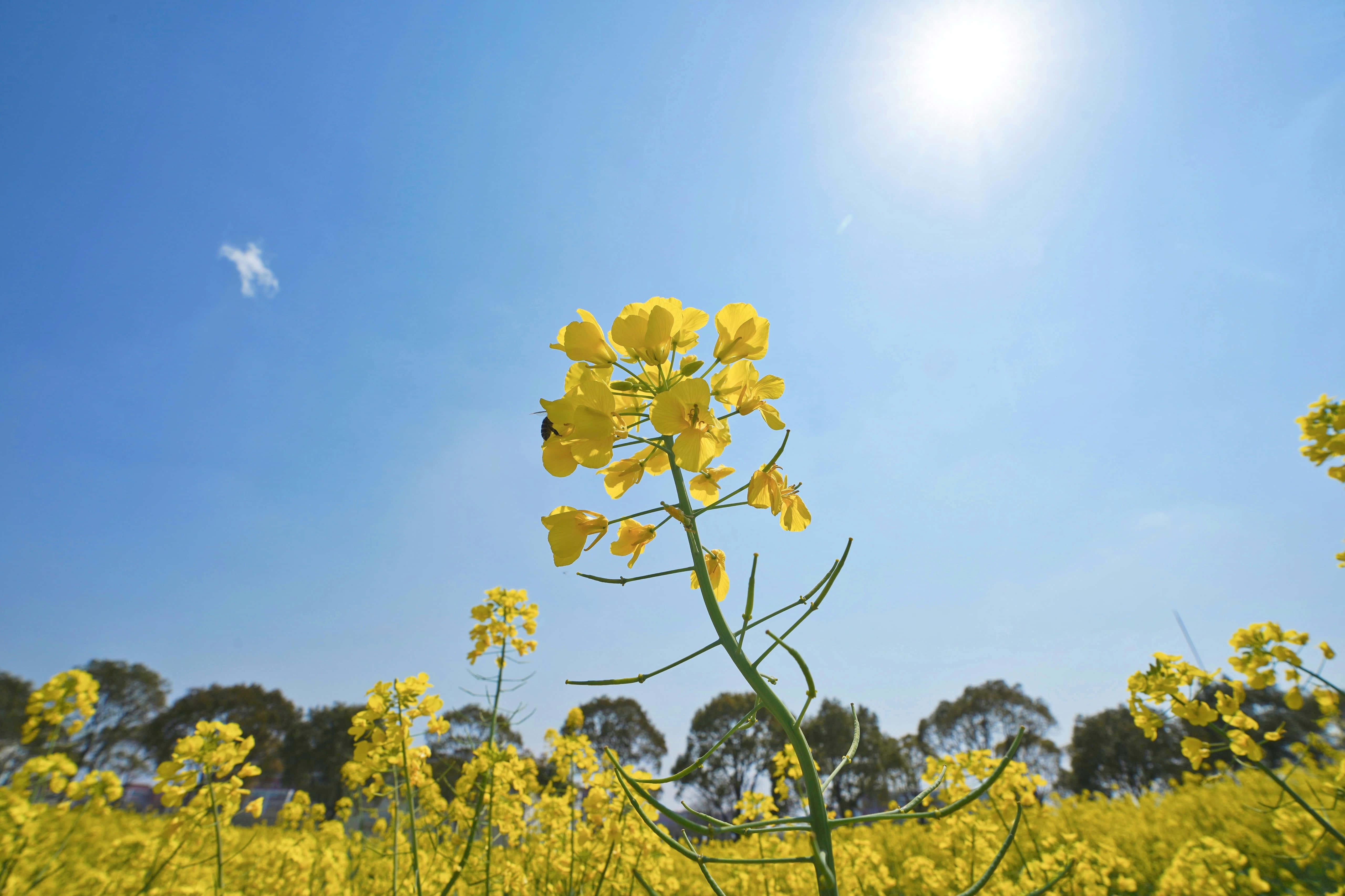 yellow rapeseed flower, bright sun, clear blue sky, 5K Desktop Wallpaper