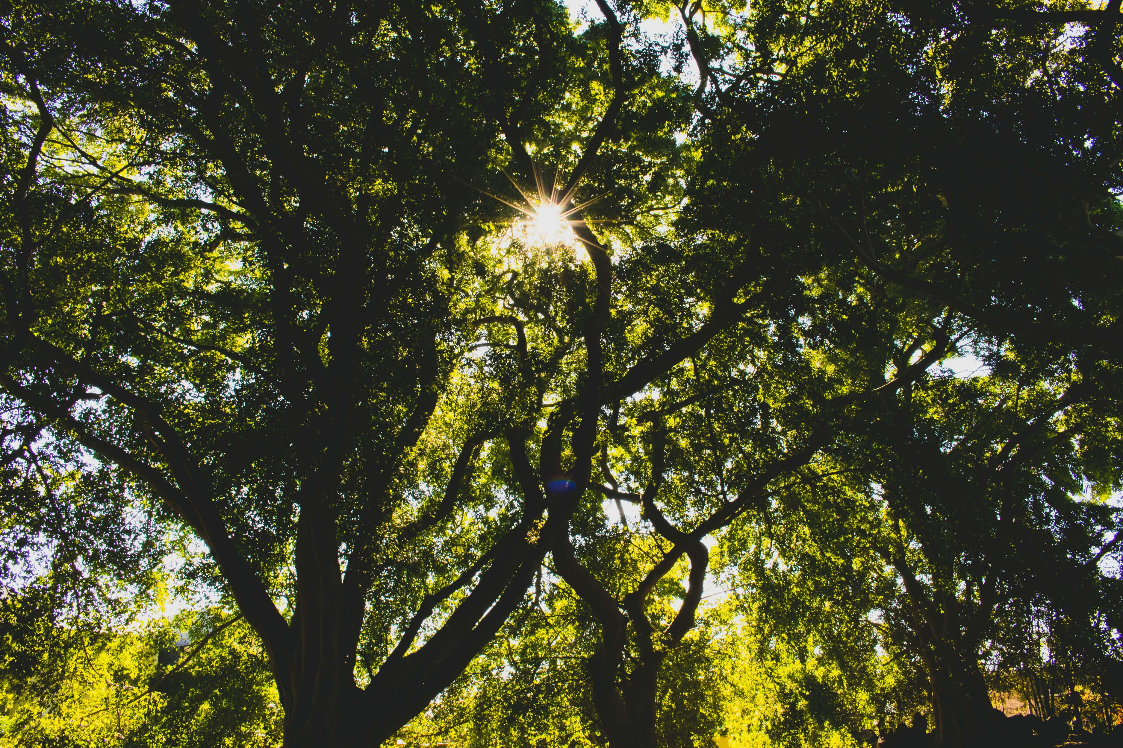 sunlight, dense green foliage, dappled shadows, 2K Desktop Wallpaper