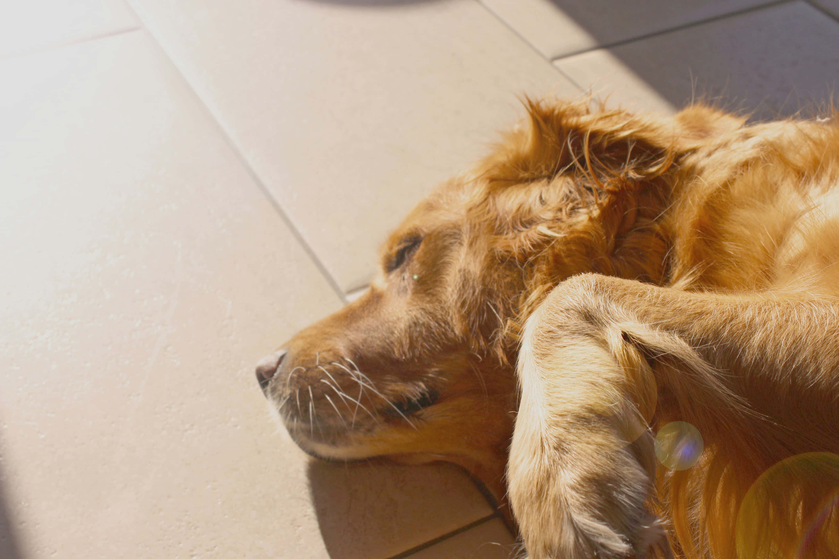 golden retriever, sunlight, beige tiles, 2K Desktop Wallpaper