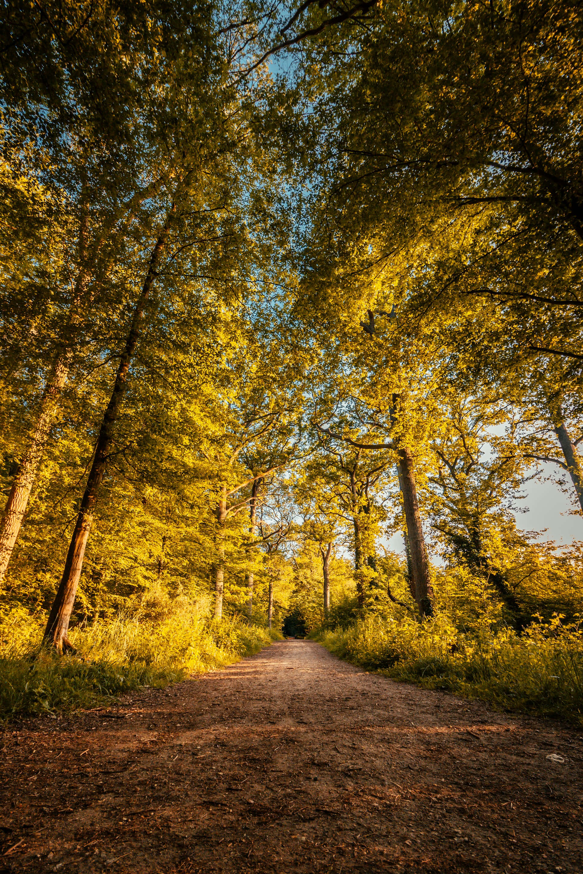 golden sunlight, forest path, dense forest canopy, 2K Phone Wallpaper