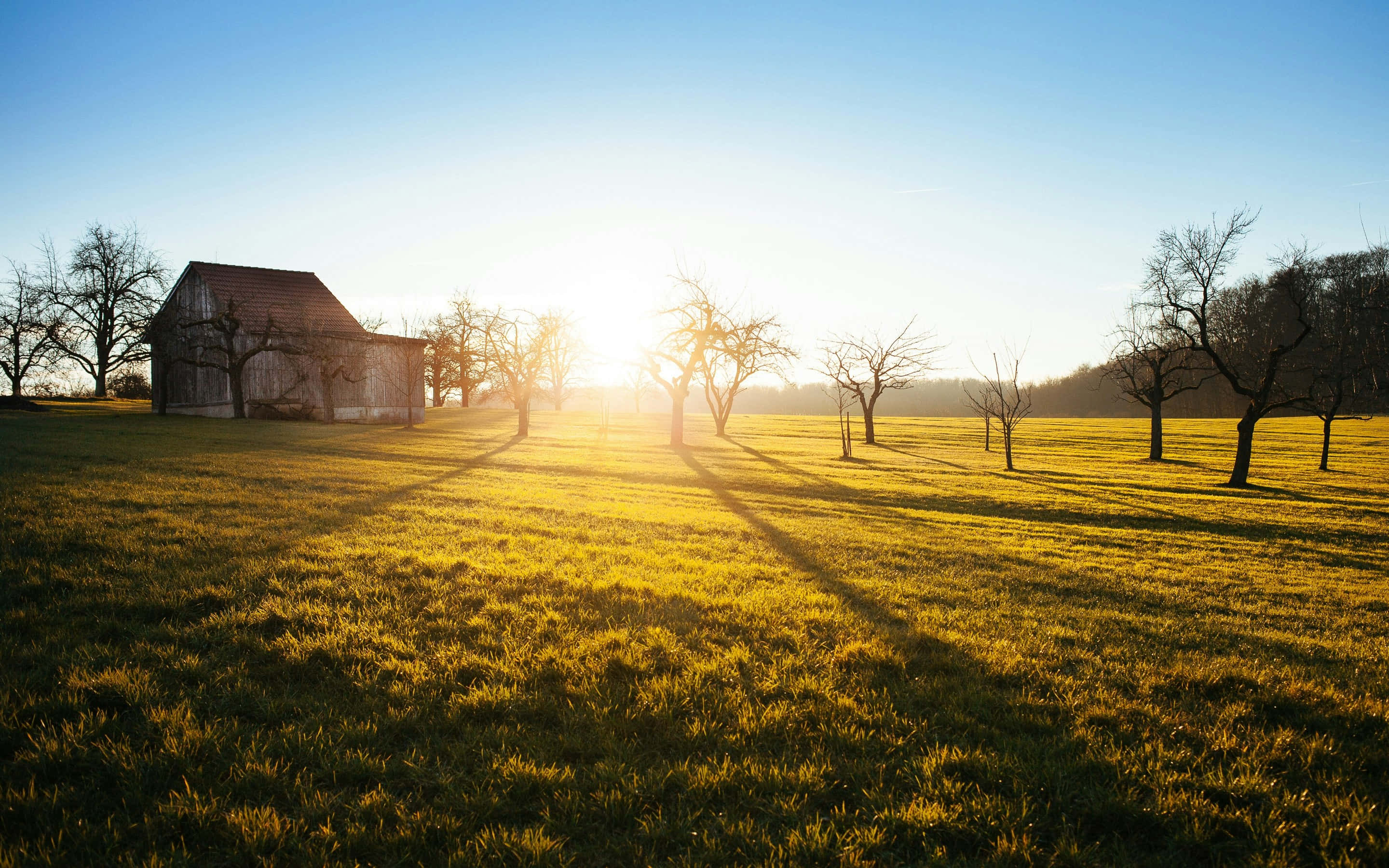 Golden Sunrise, countryside, grassy field, 2K Desktop Wallpaper