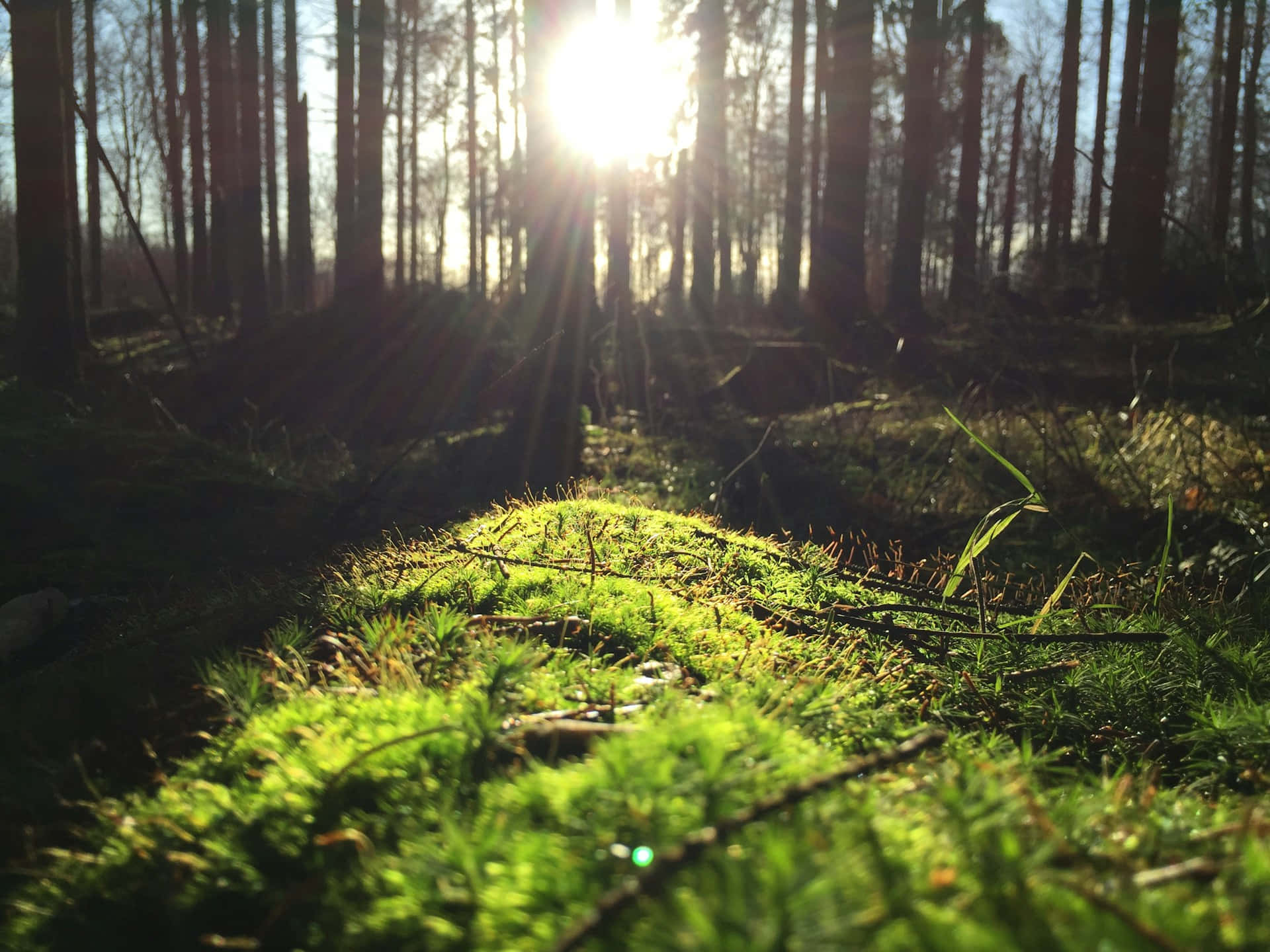 sunlit forest floor, vibrant green moss, sunlight beams, Full HD Desktop Wallpaper
