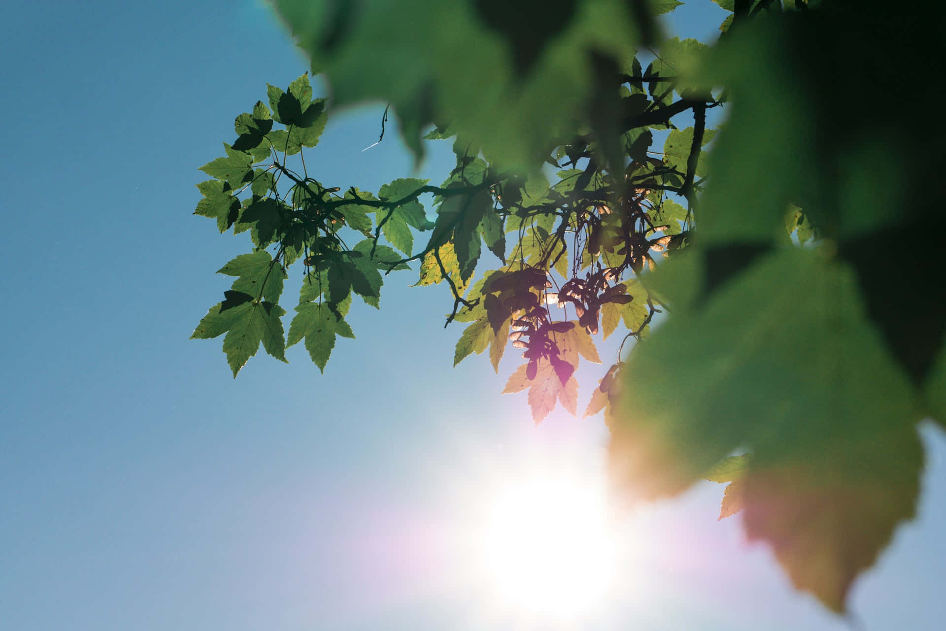 maple leaves, vibrant green, yellow, Full HD Desktop Wallpaper