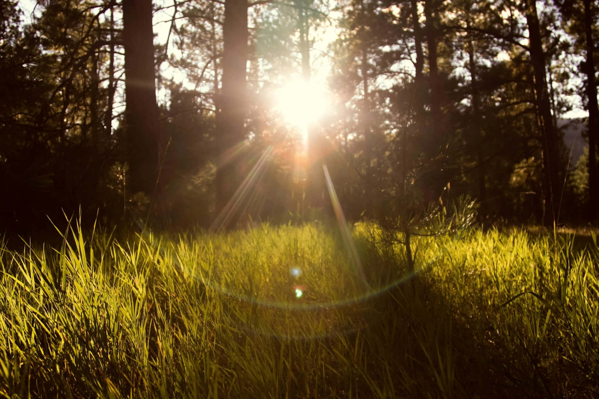 sunlit forest glade, golden rays, tall pine trees, Full HD Desktop Wallpaper