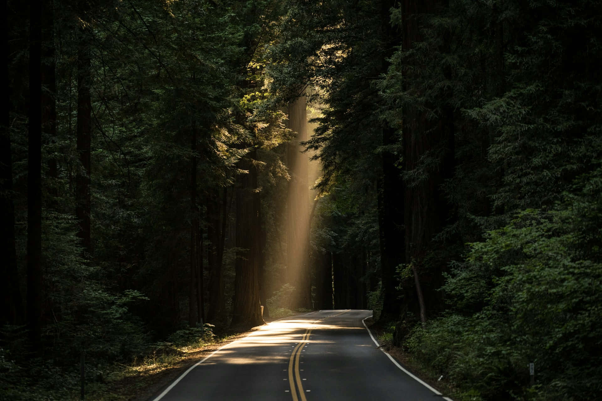 sunlit forest road, winding road, dense forest, Full HD Desktop Wallpaper