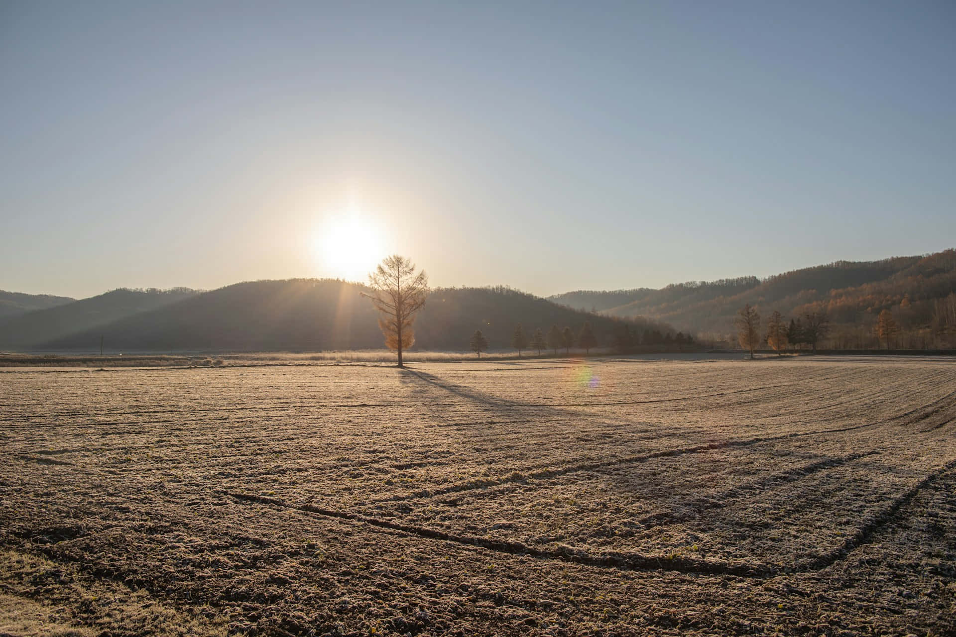 golden sunrise field, frost covered field, sunrise, Full HD Desktop Wallpaper