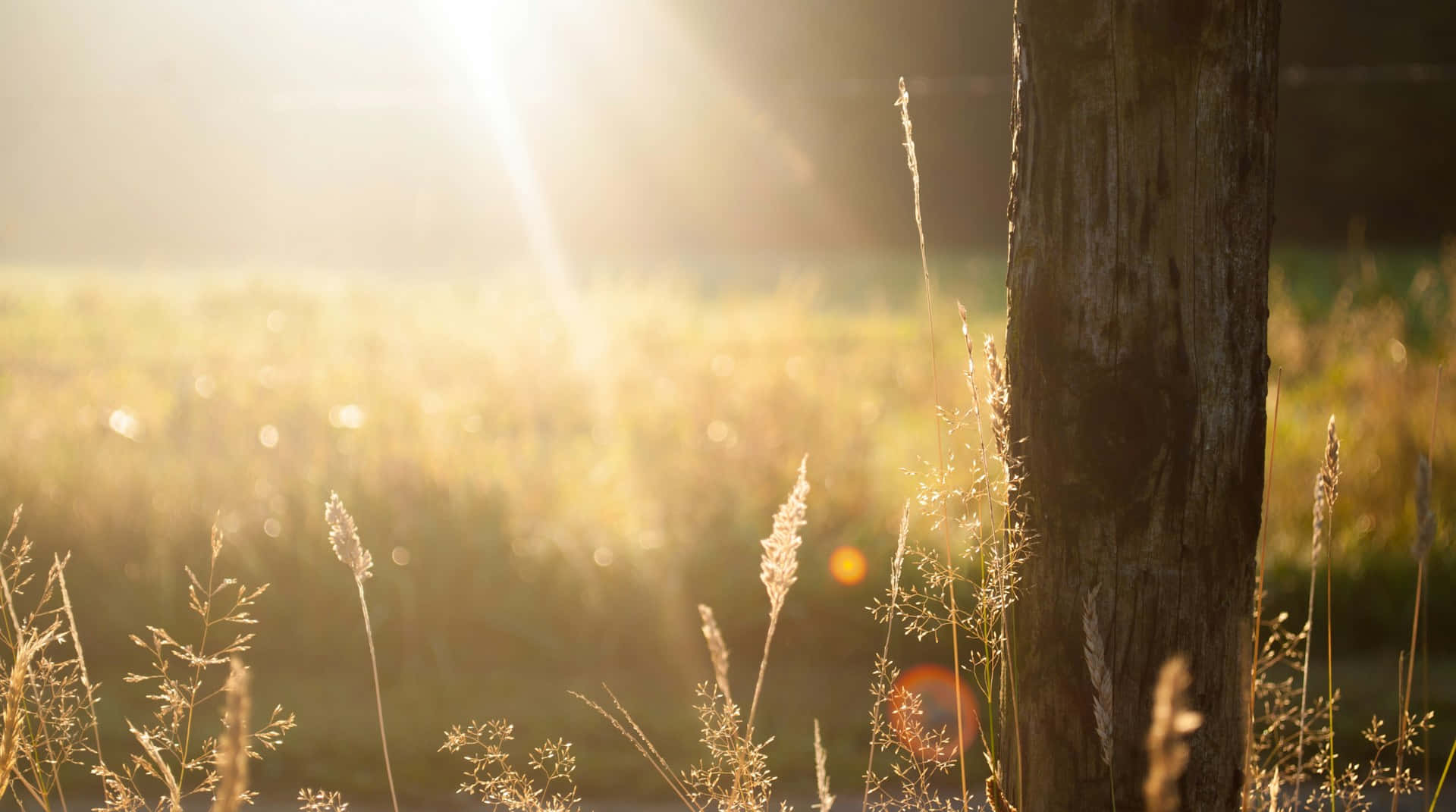 Golden Meadow Sunrise, golden sunlight, tall grasses, Full HD Desktop Wallpaper