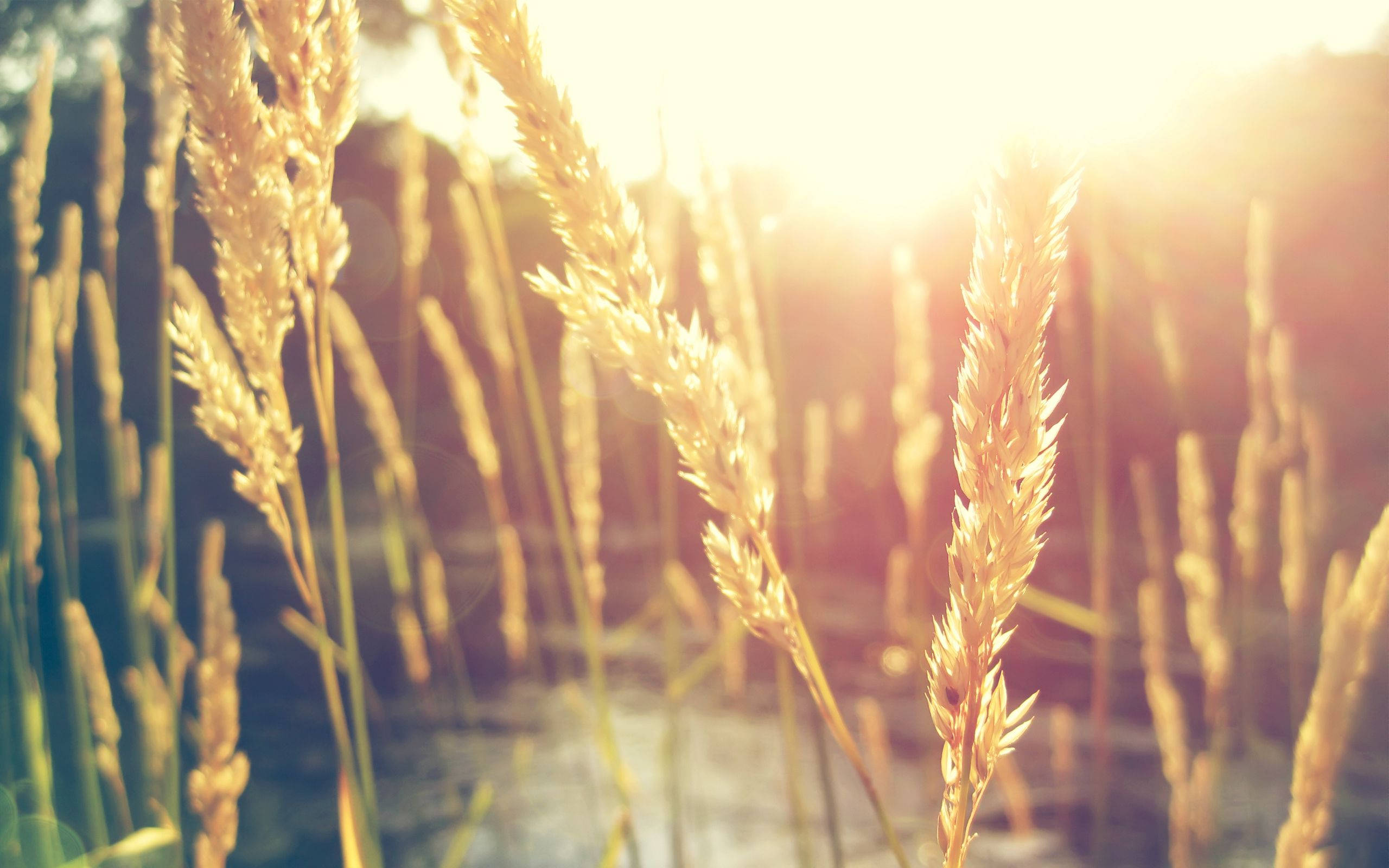 Sunshine, wheat themed, golden grasses, 2K Desktop Wallpaper