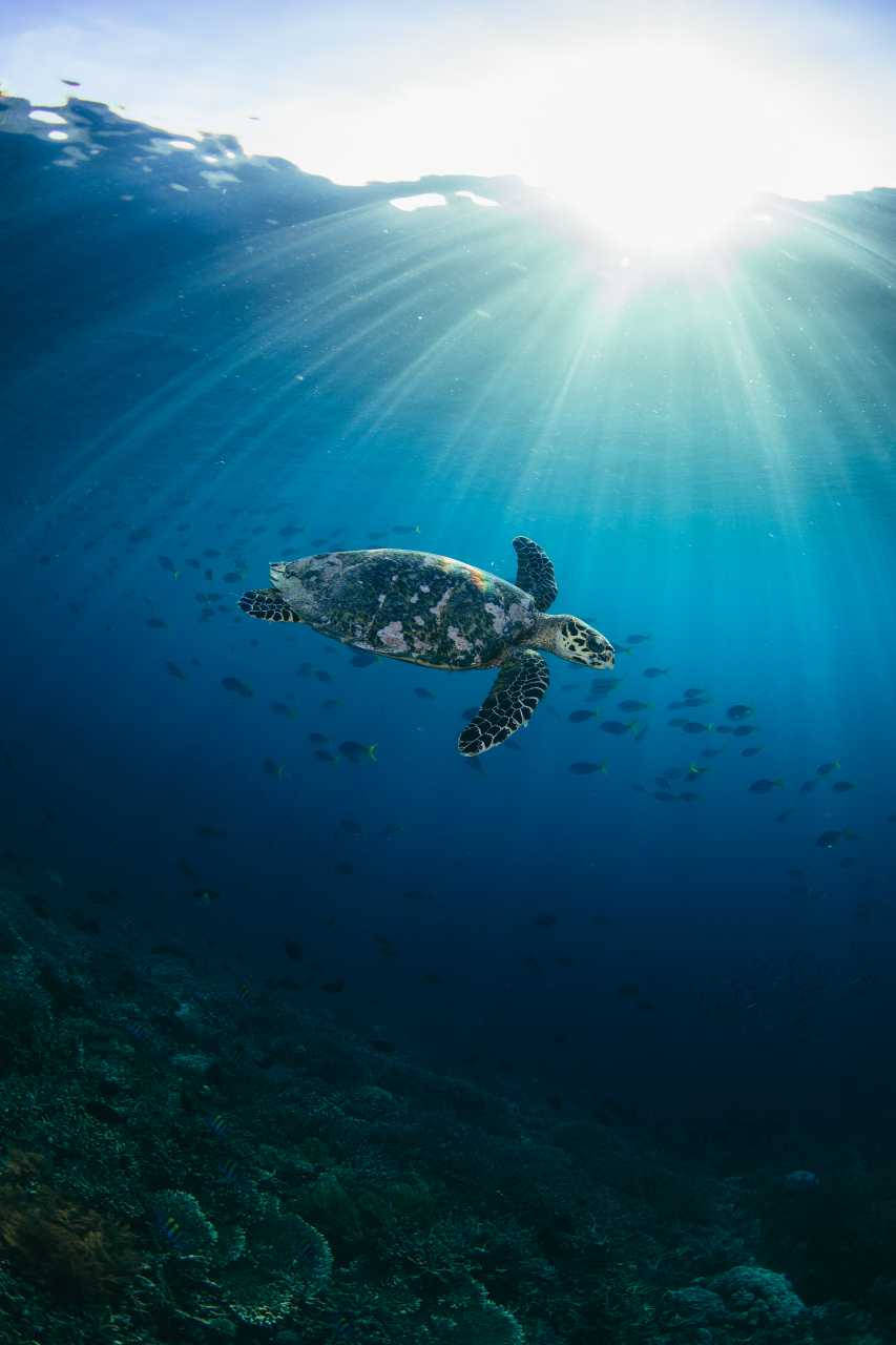 sea turtle, sunlight, blue waters, HD Phone Wallpaper