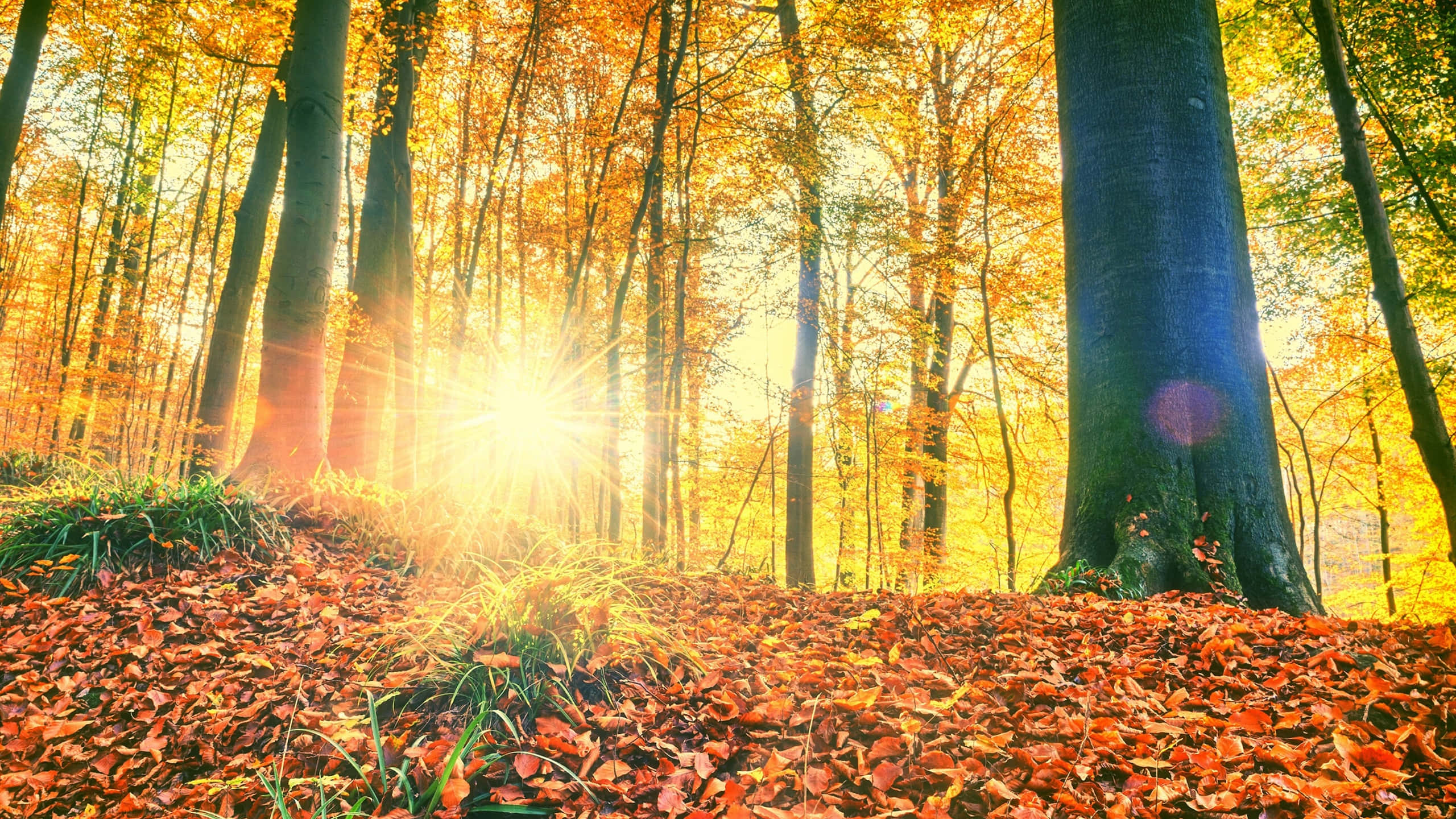 Sunshine, golden autumn trees, warm rays, 2K Desktop Wallpaper