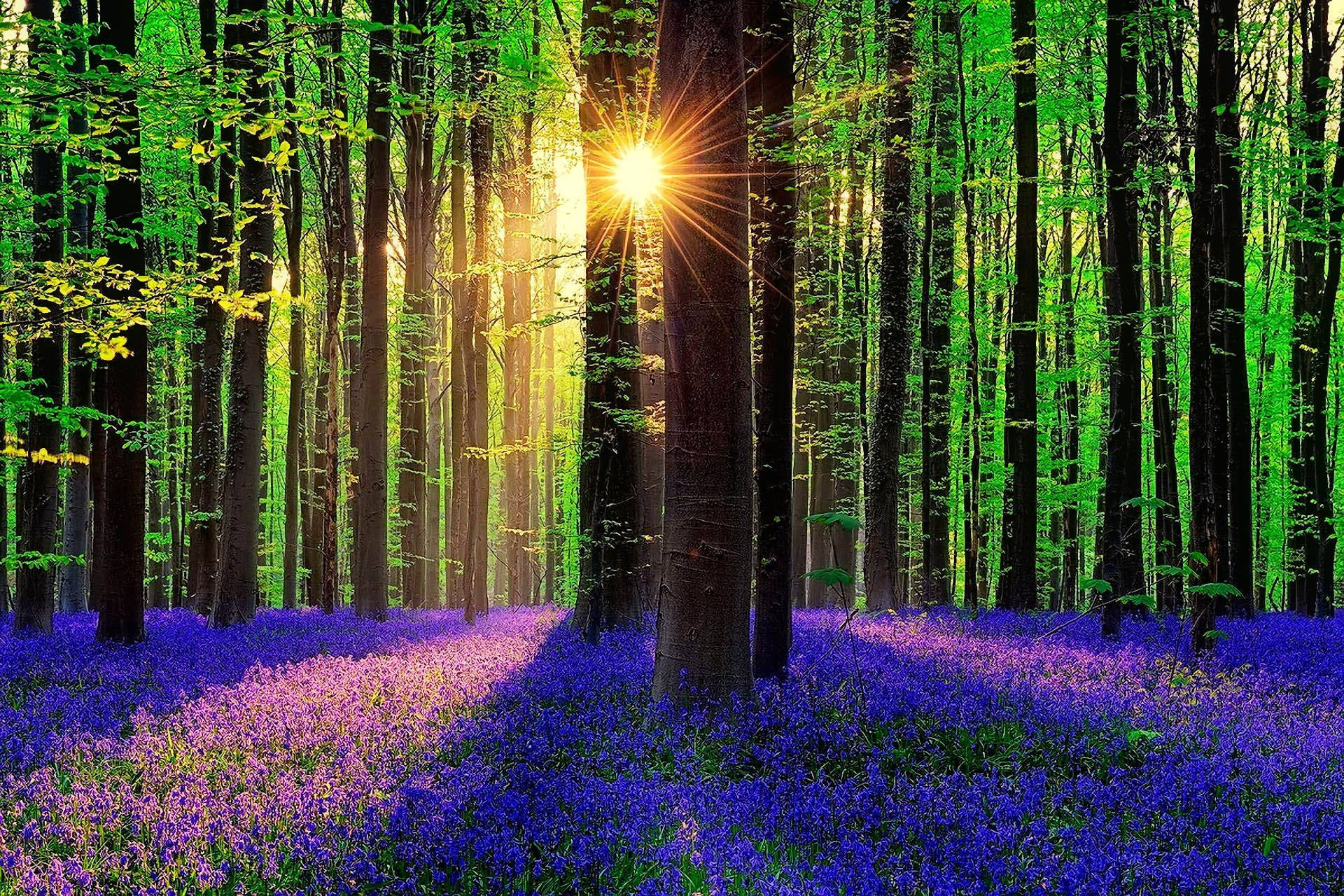 Sunshine, forest, purple bluebells, Full HD Desktop Wallpaper