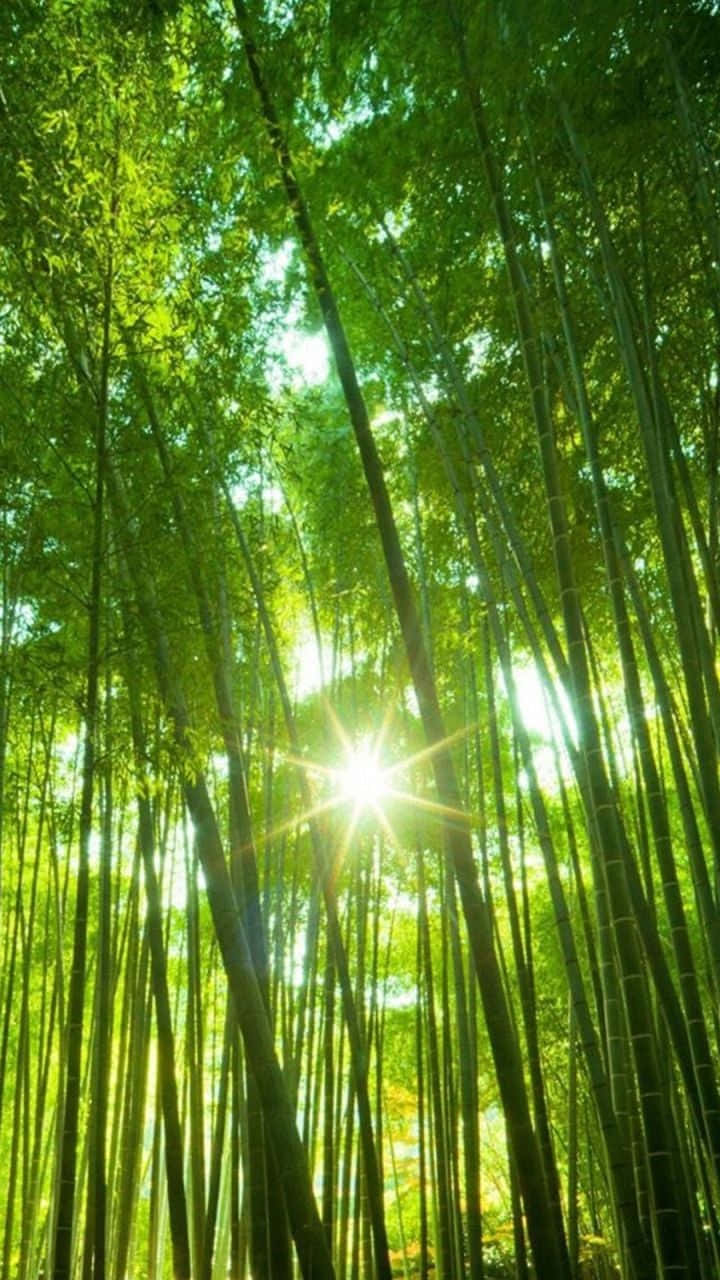 Tree Phone, Sun Shining, sunlight, HD Phone Wallpaper
